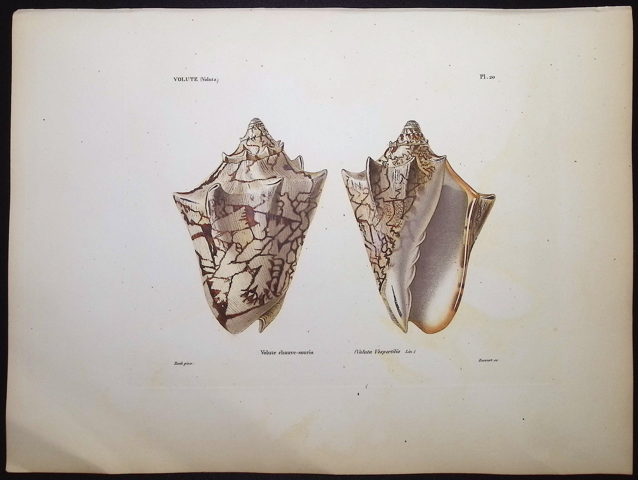 Shells