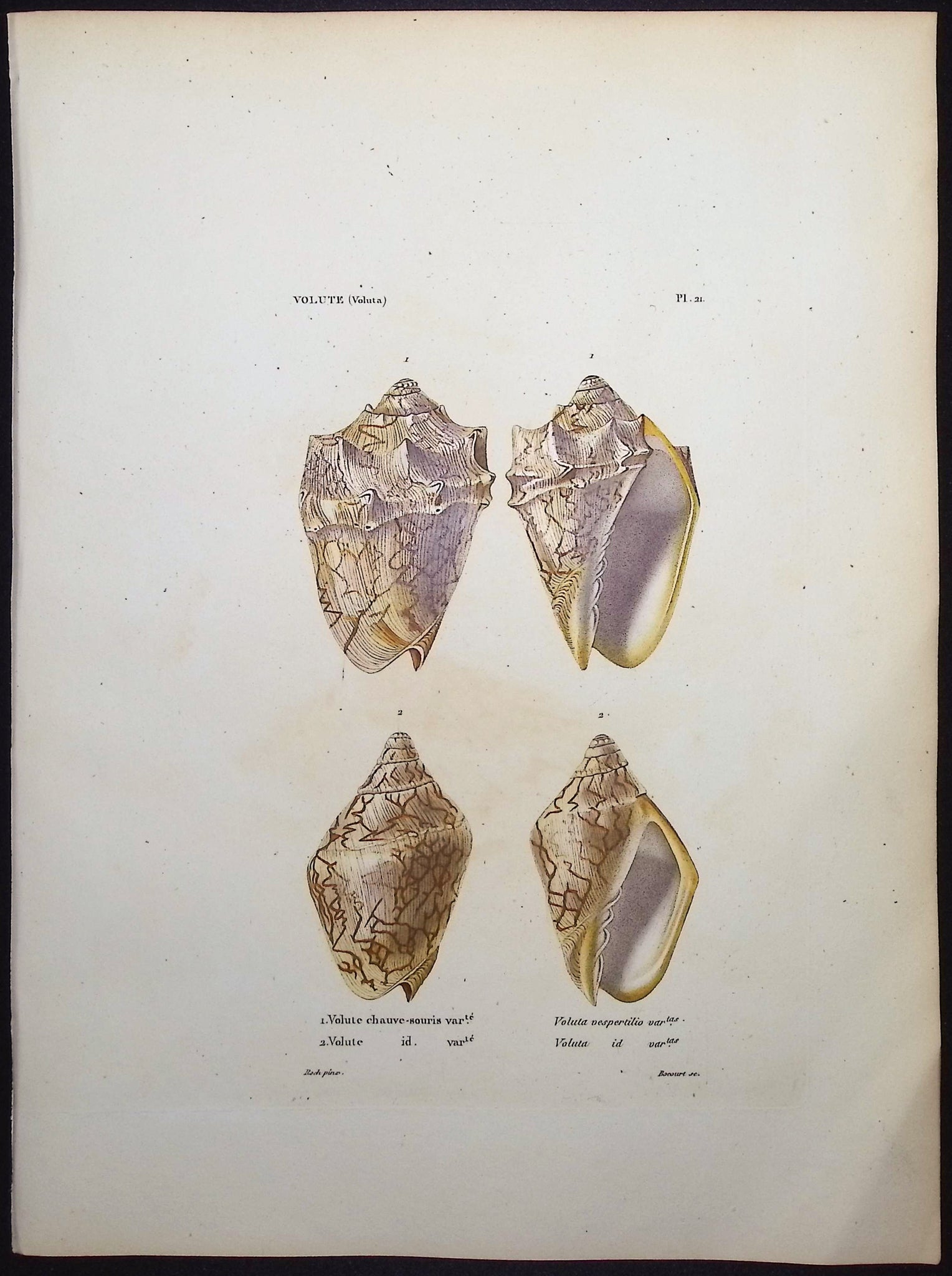 Shells
