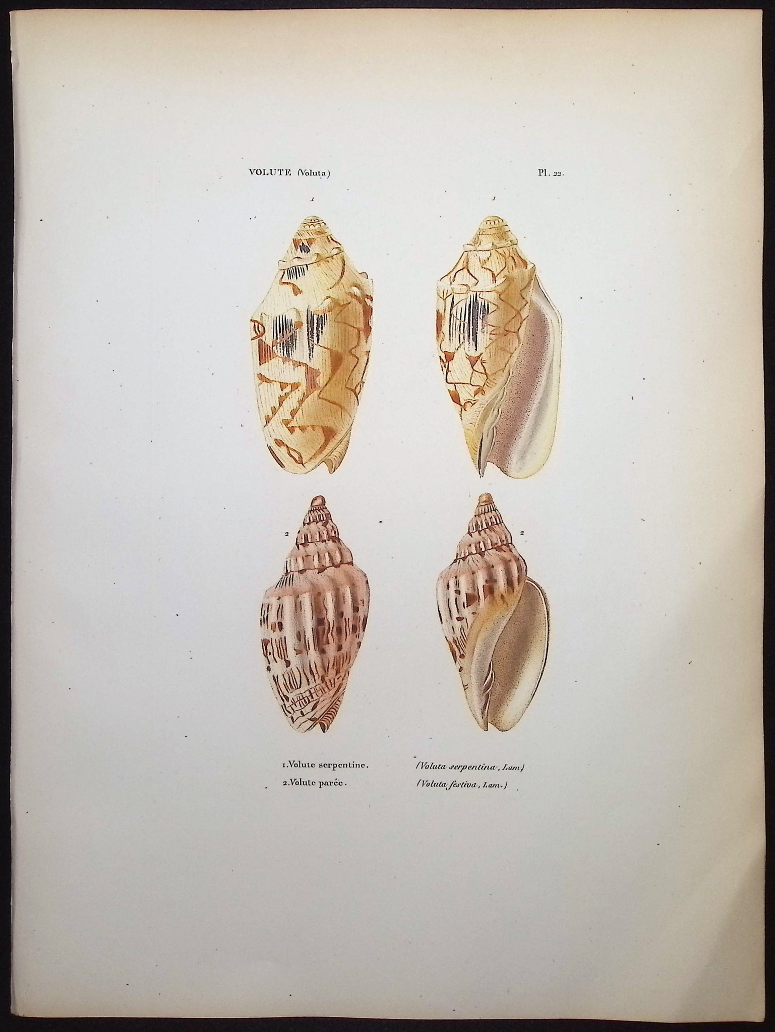 Shells