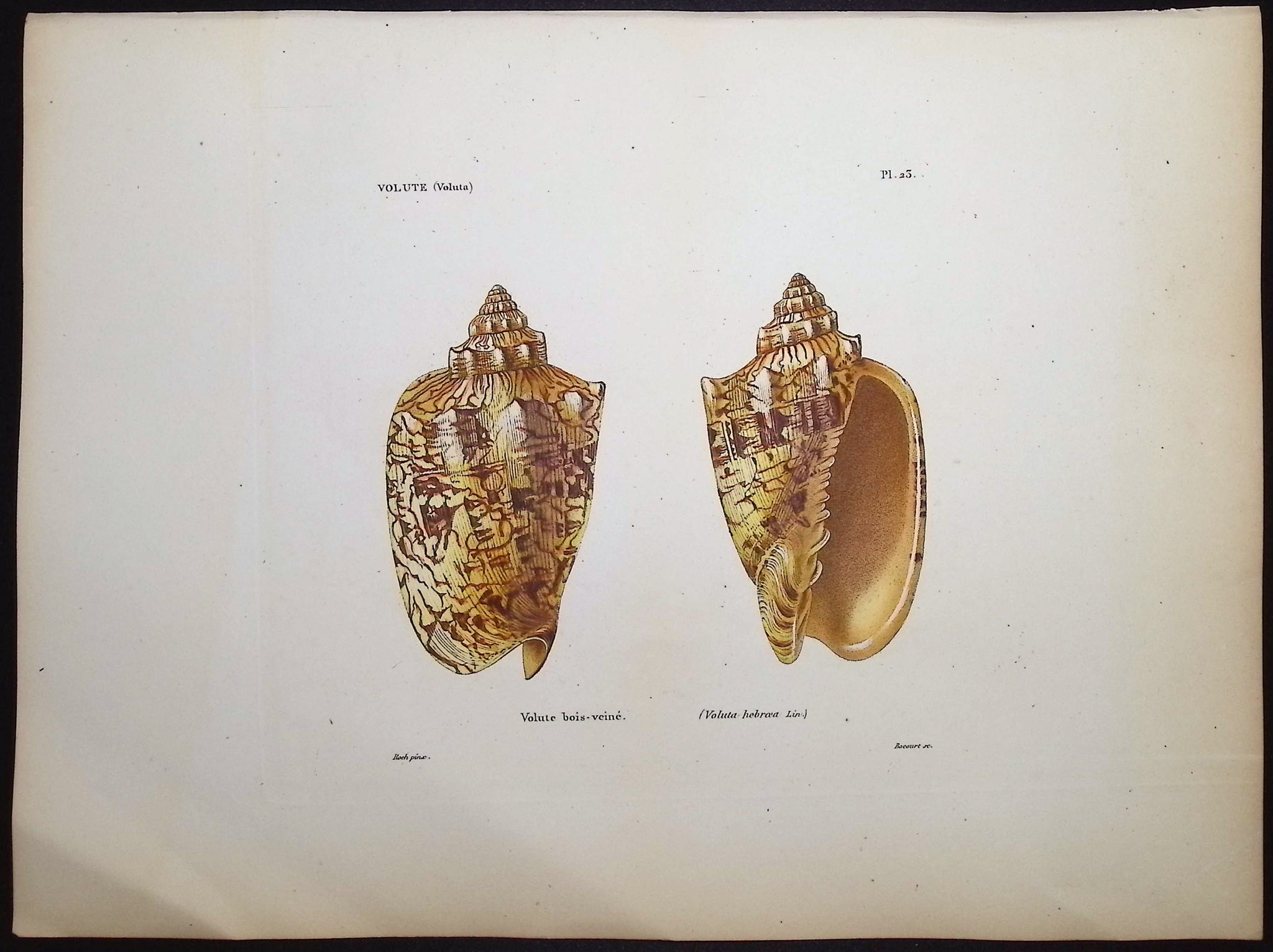 Shells