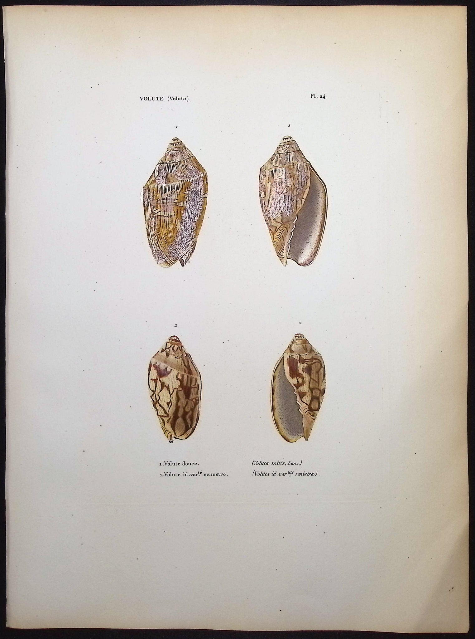 Shells