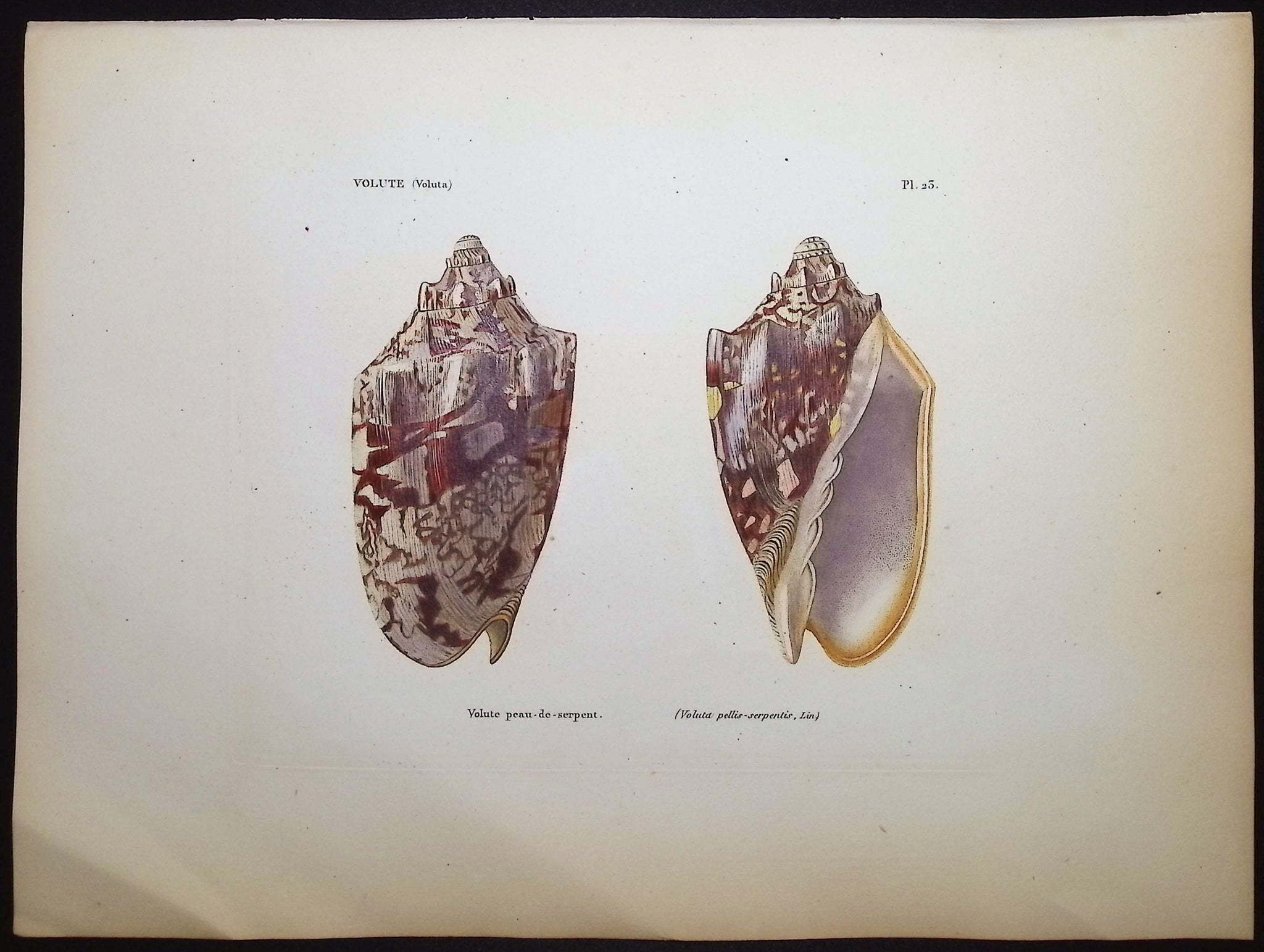 Shells