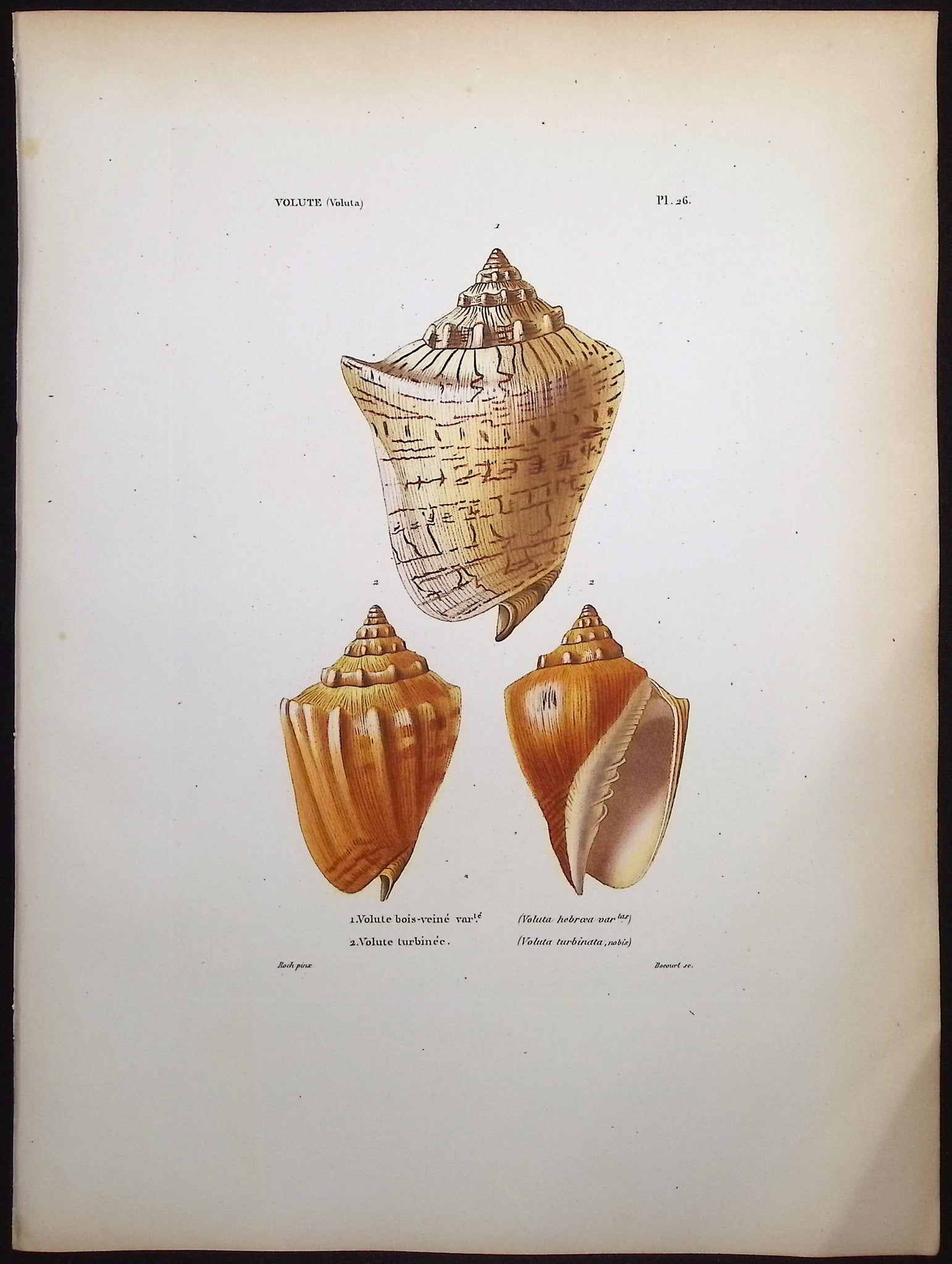 Shells