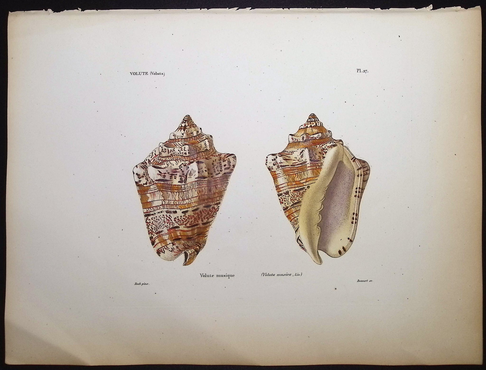 Shells