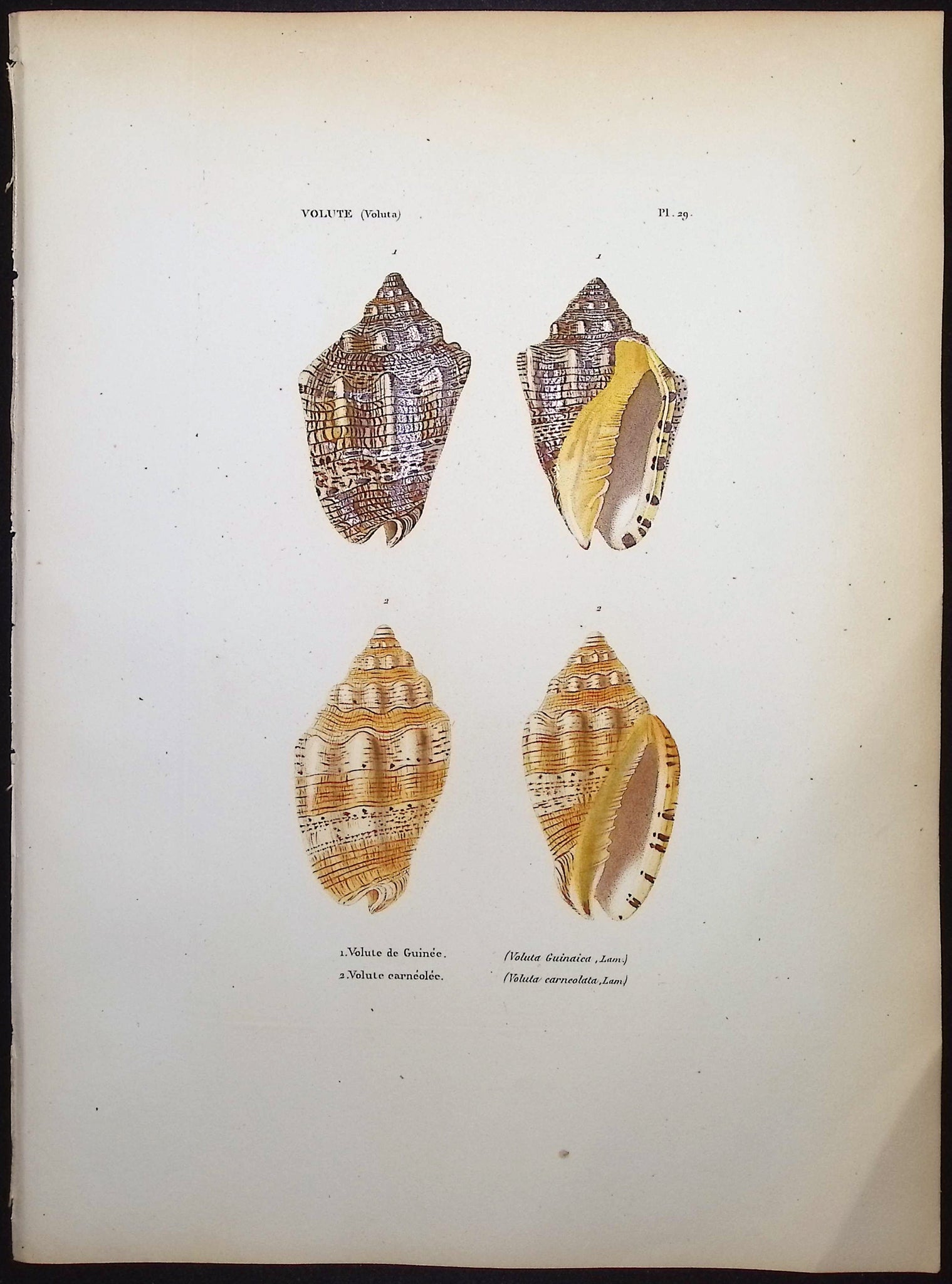 Shells