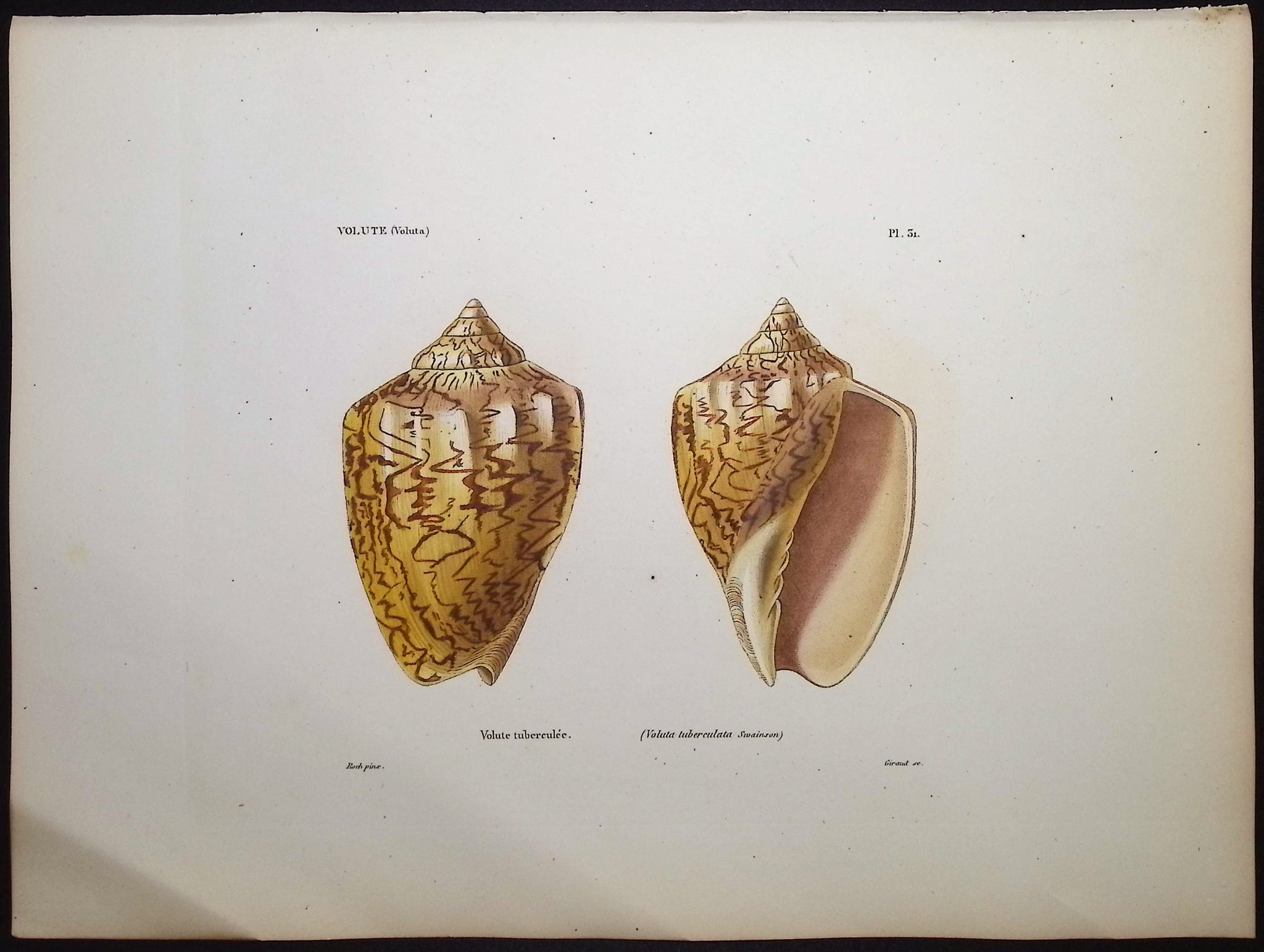 Shells