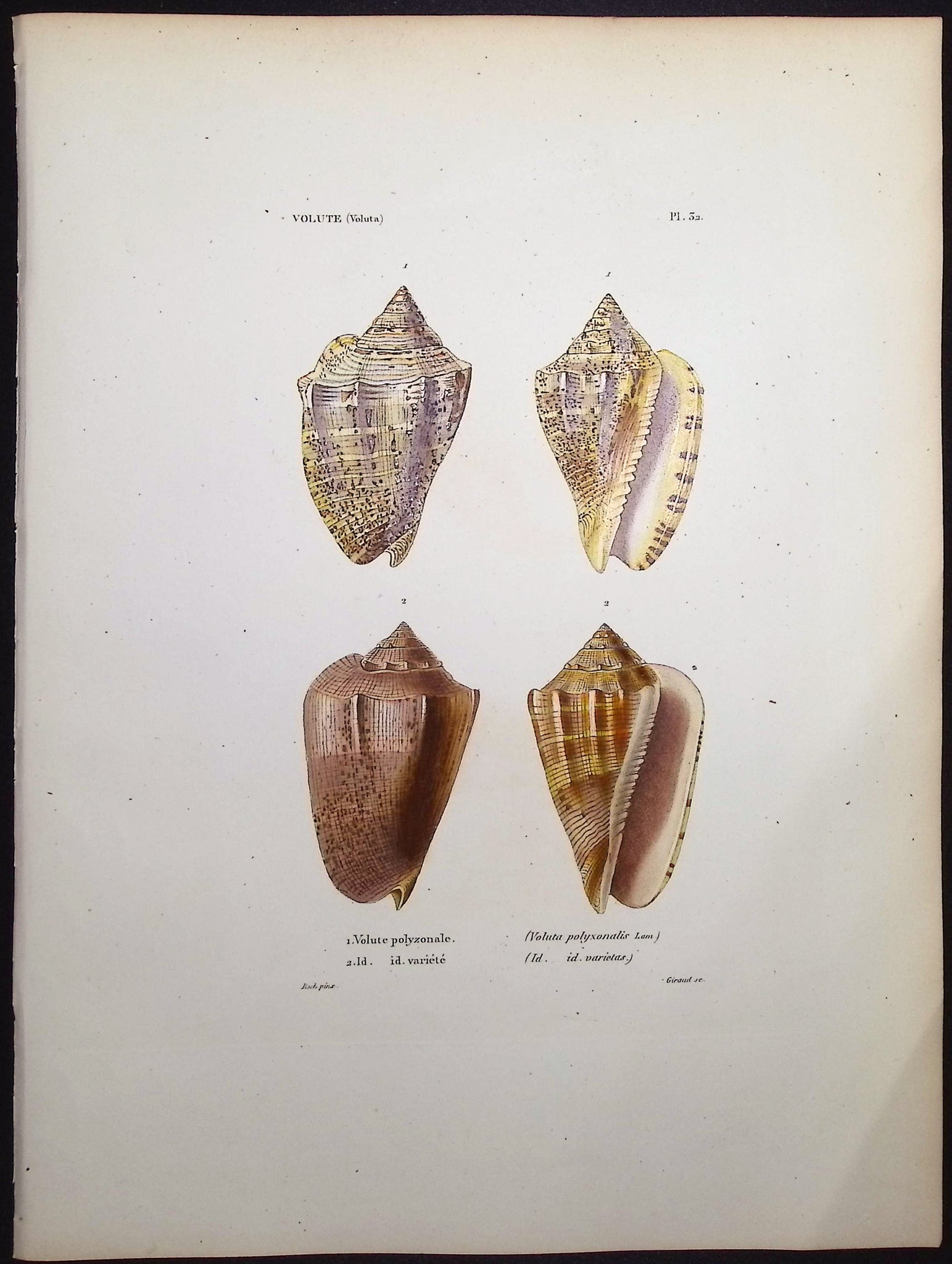 Shells
