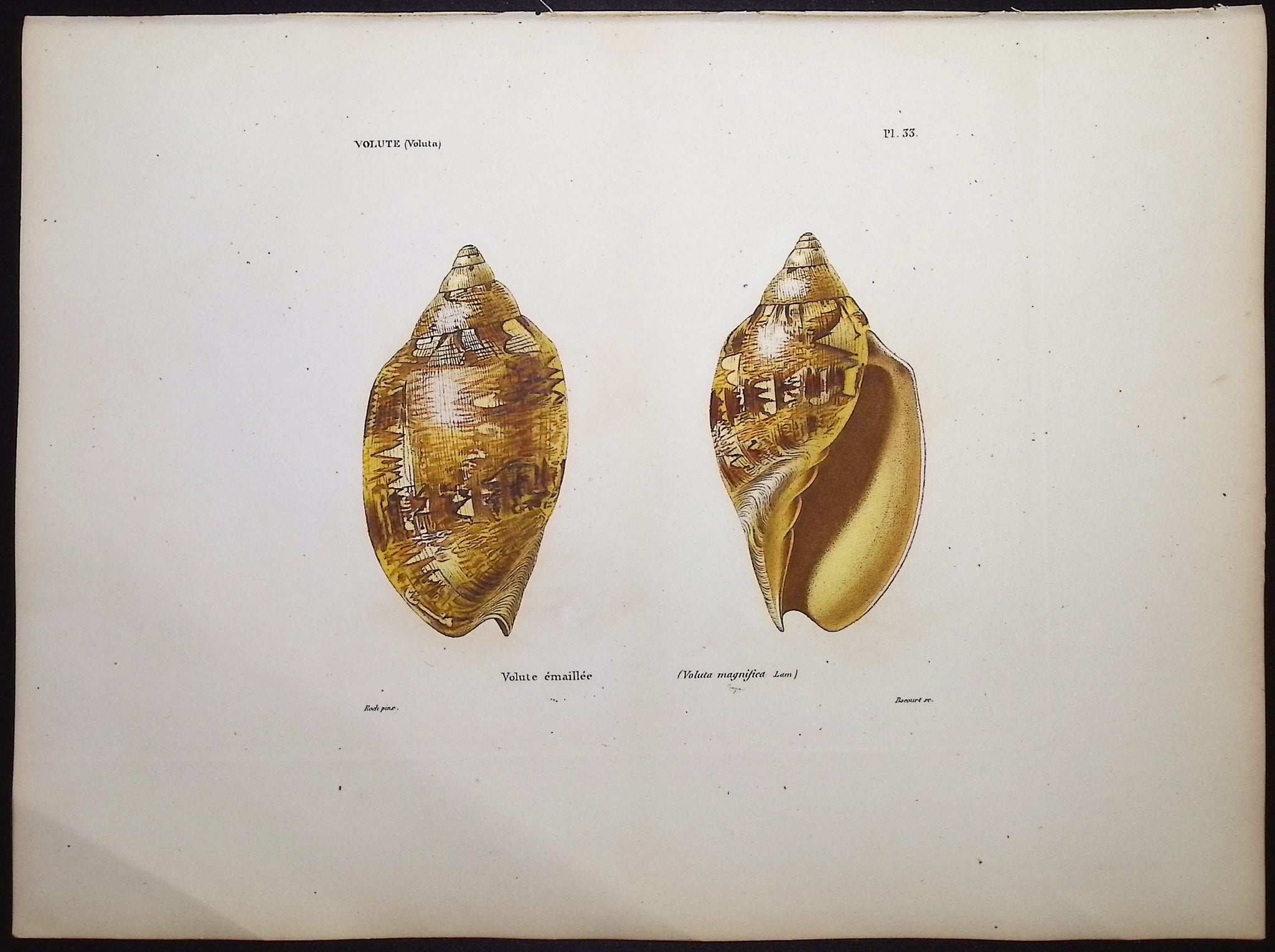 Shells
