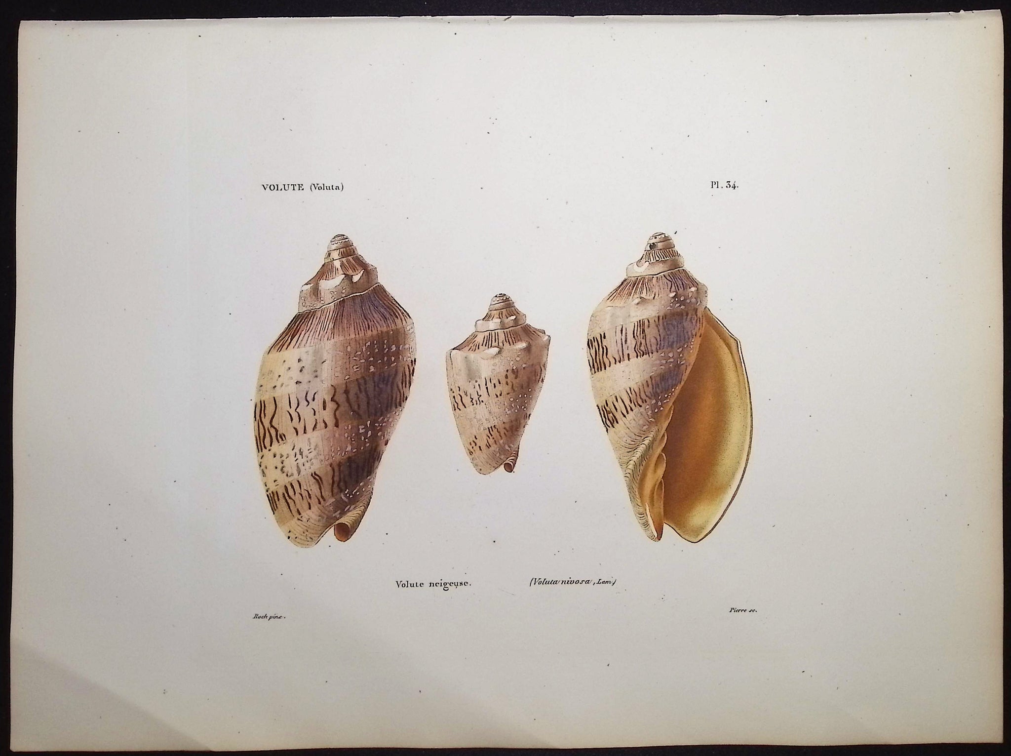 Shells