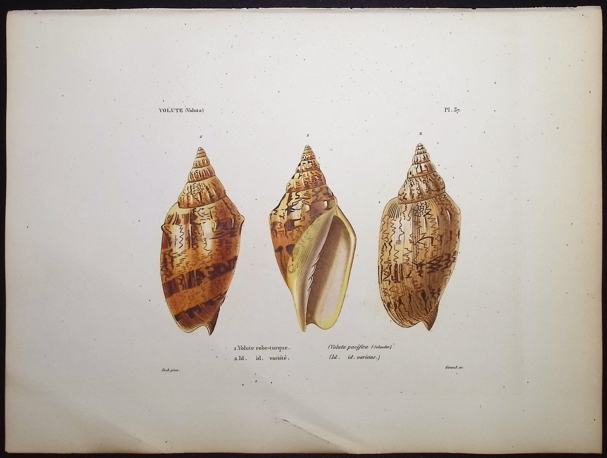 Shells