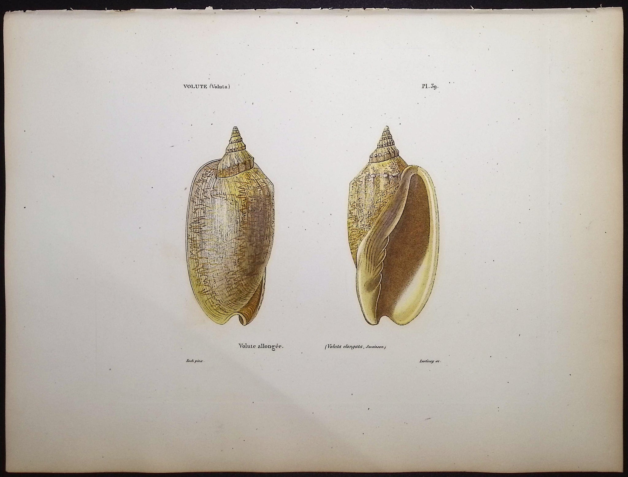 Shells