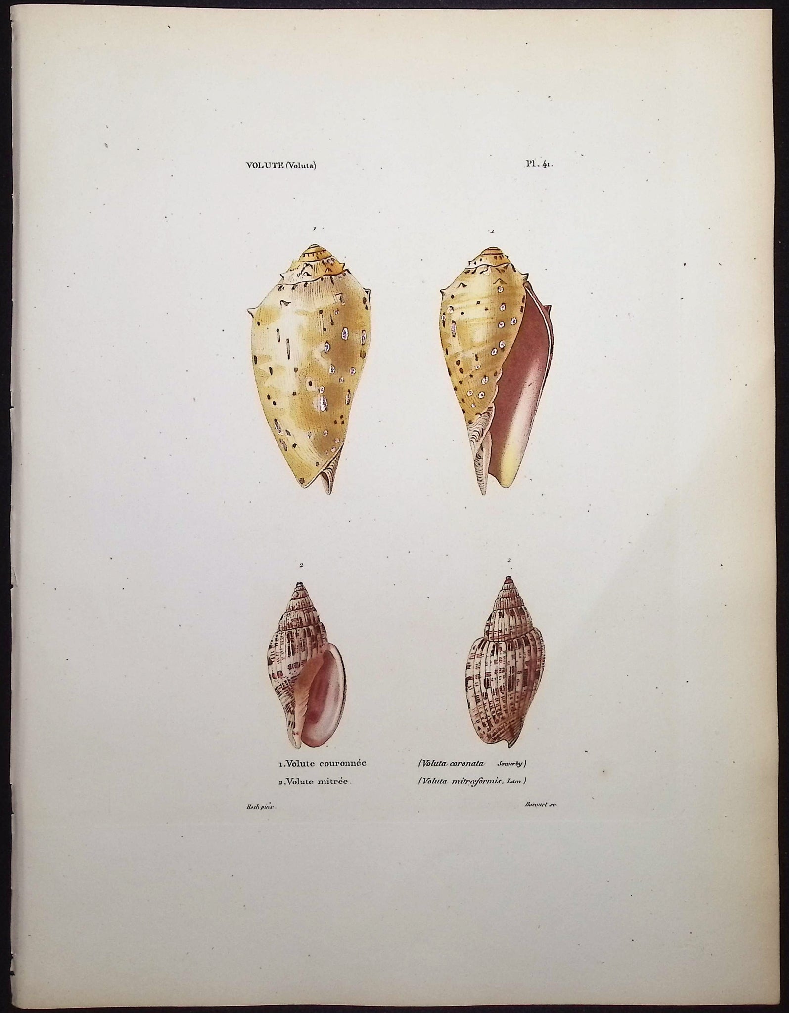 Shells
