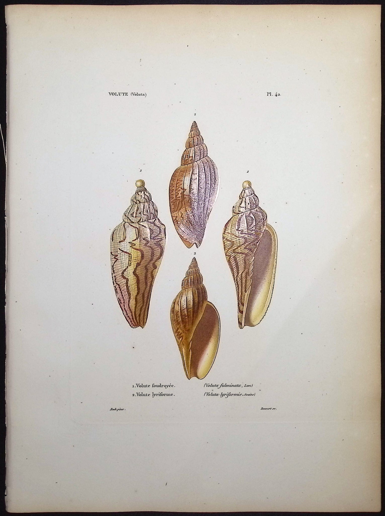 Shells