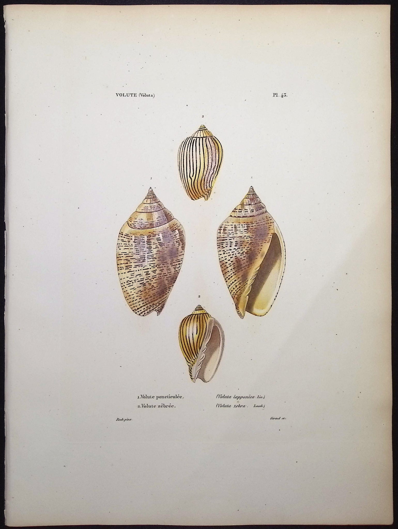 Shells