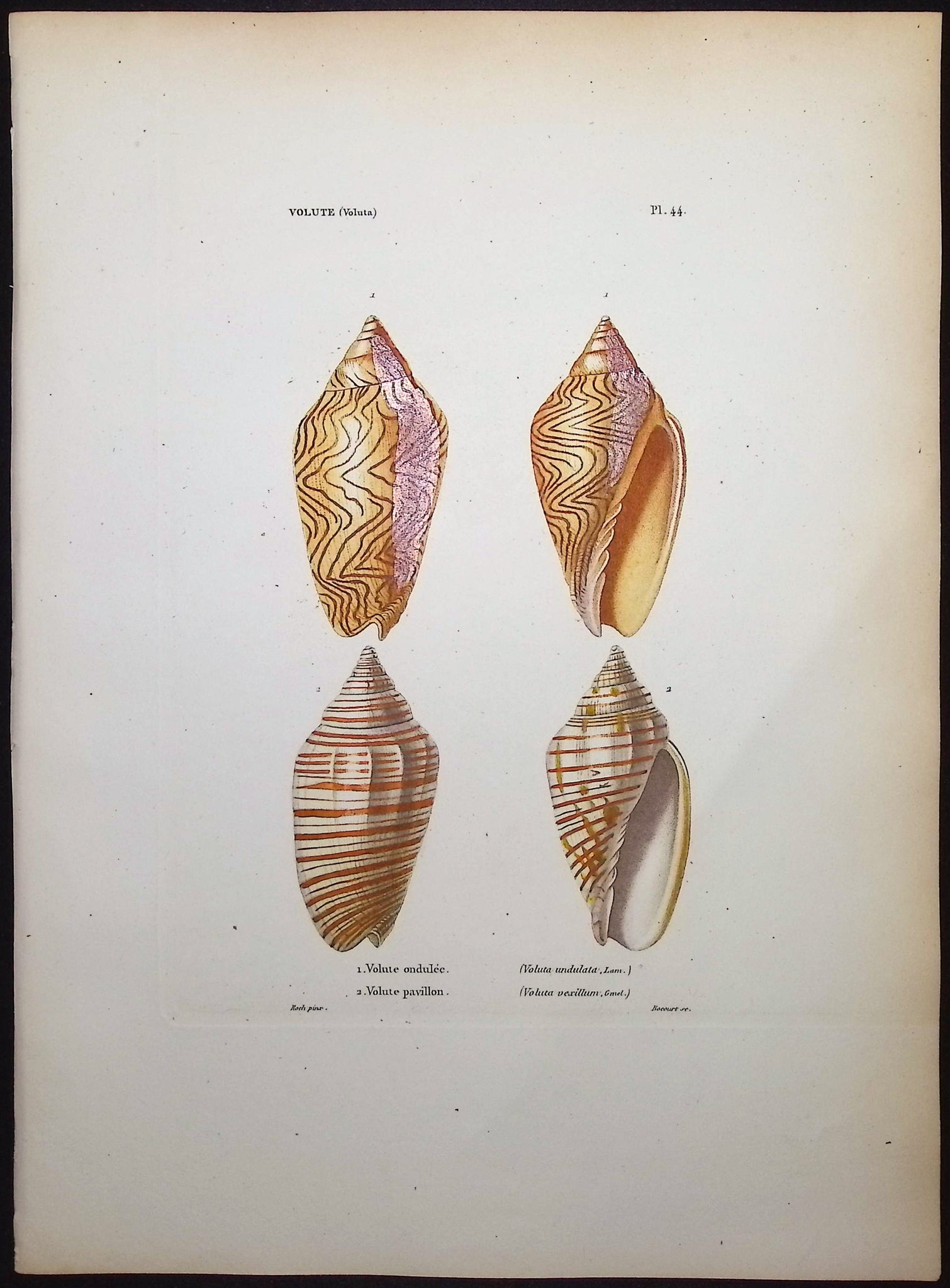 Shells