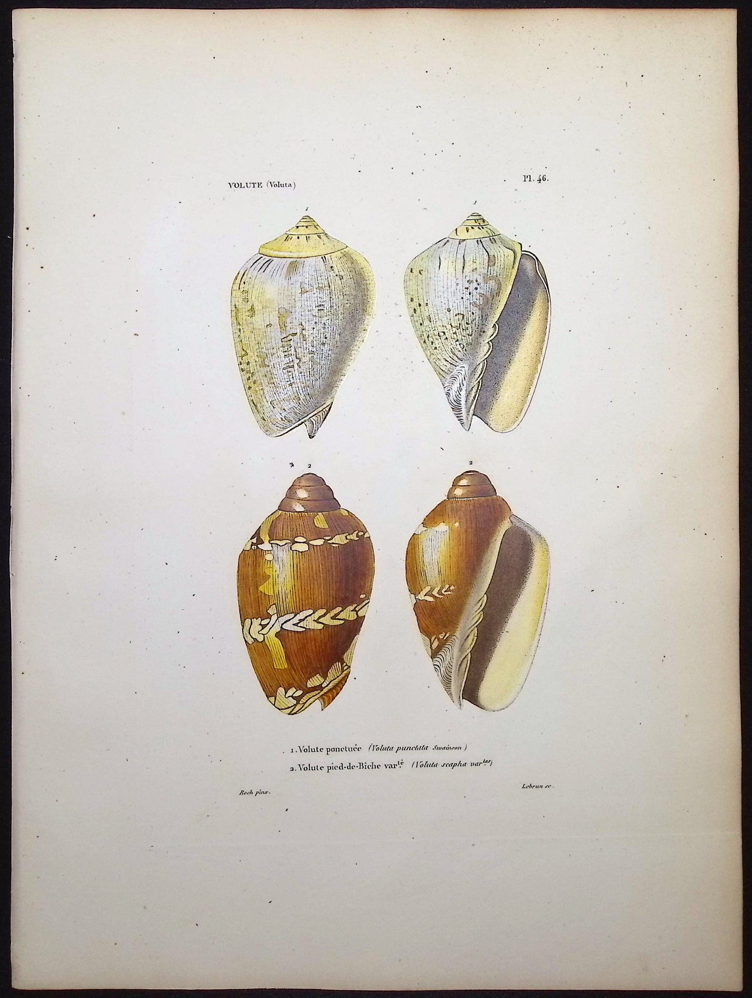 Shells