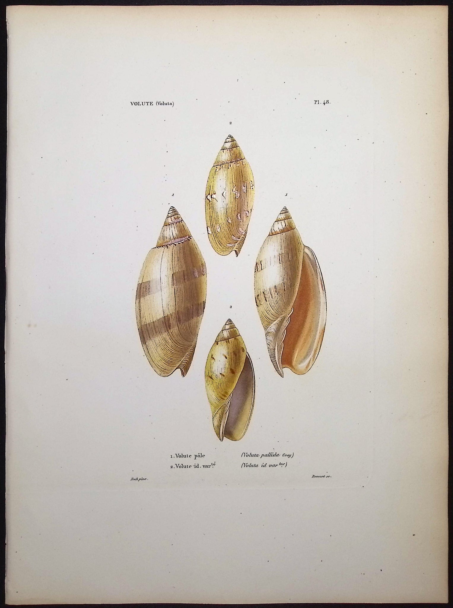 Shells