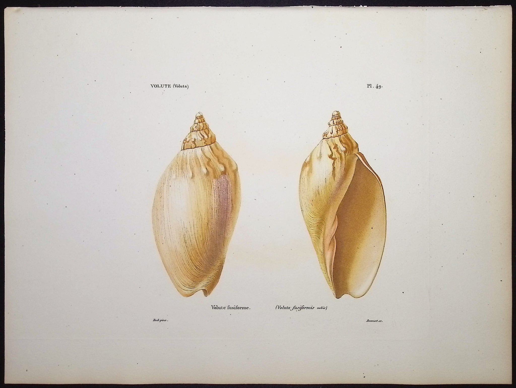 Shells