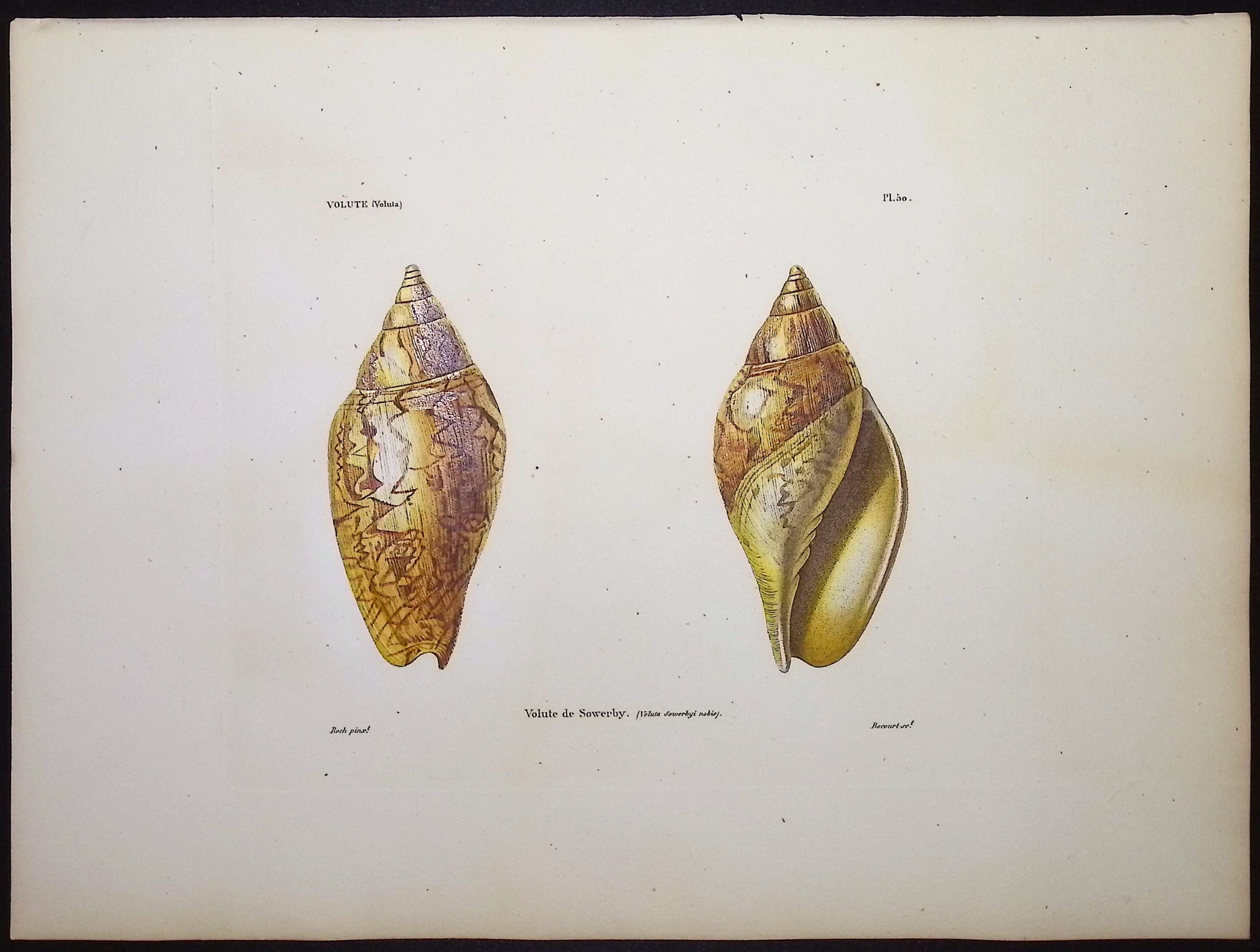 Shells