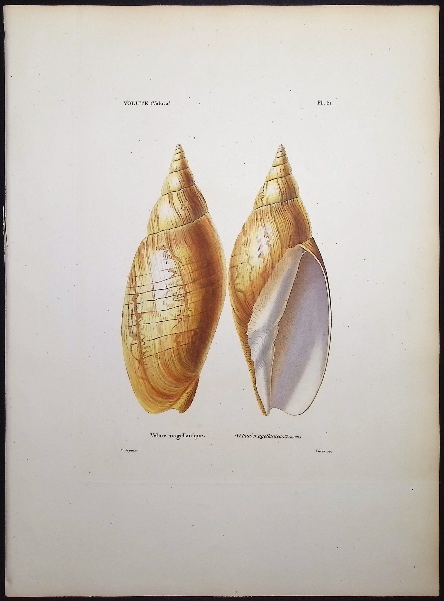 Shells