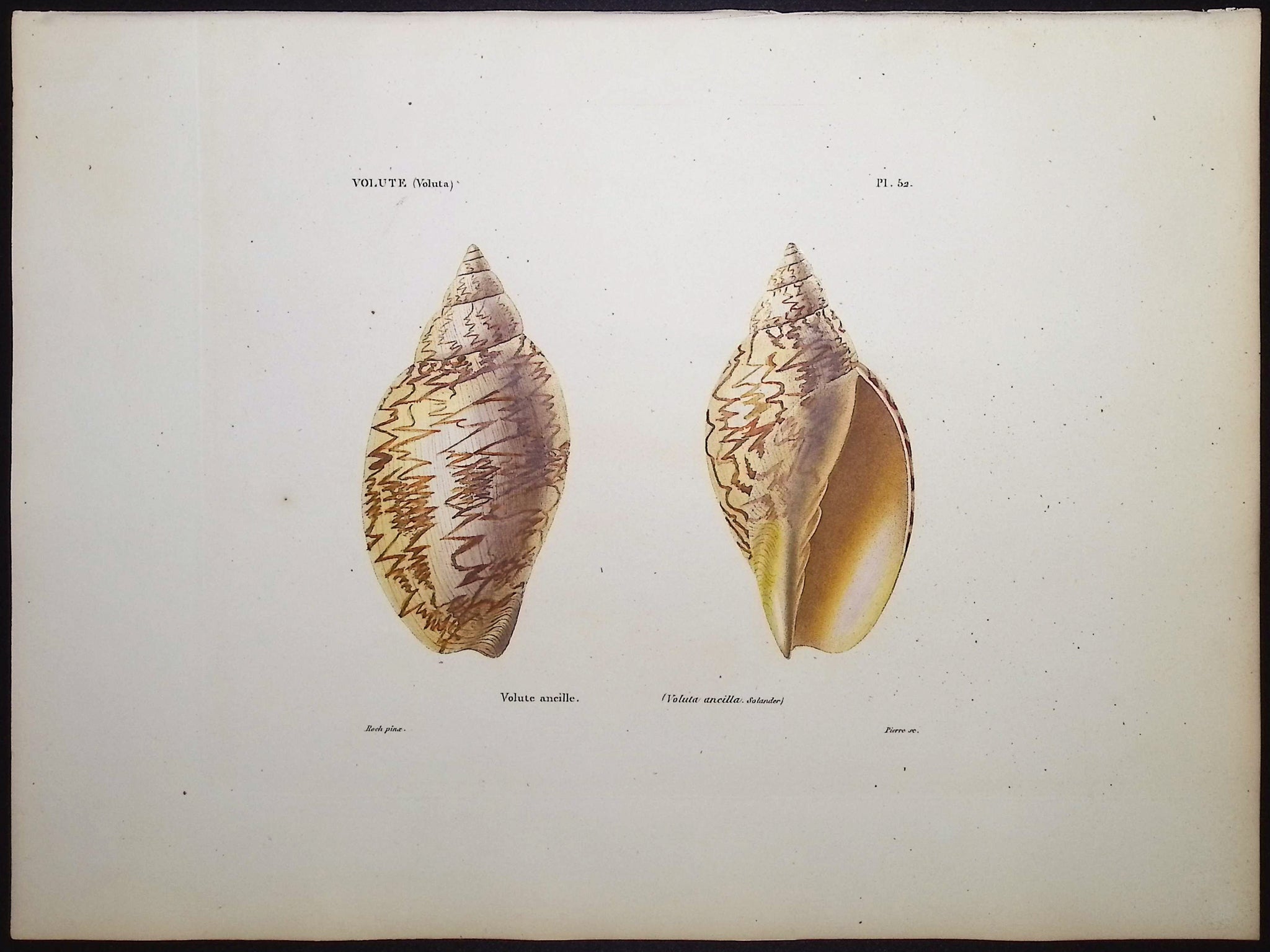 Shells
