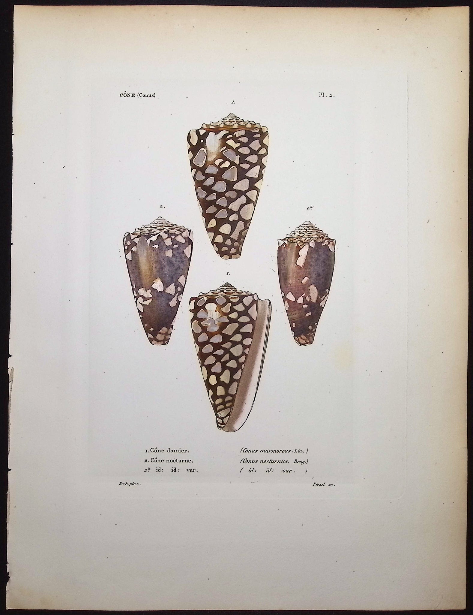 Shells