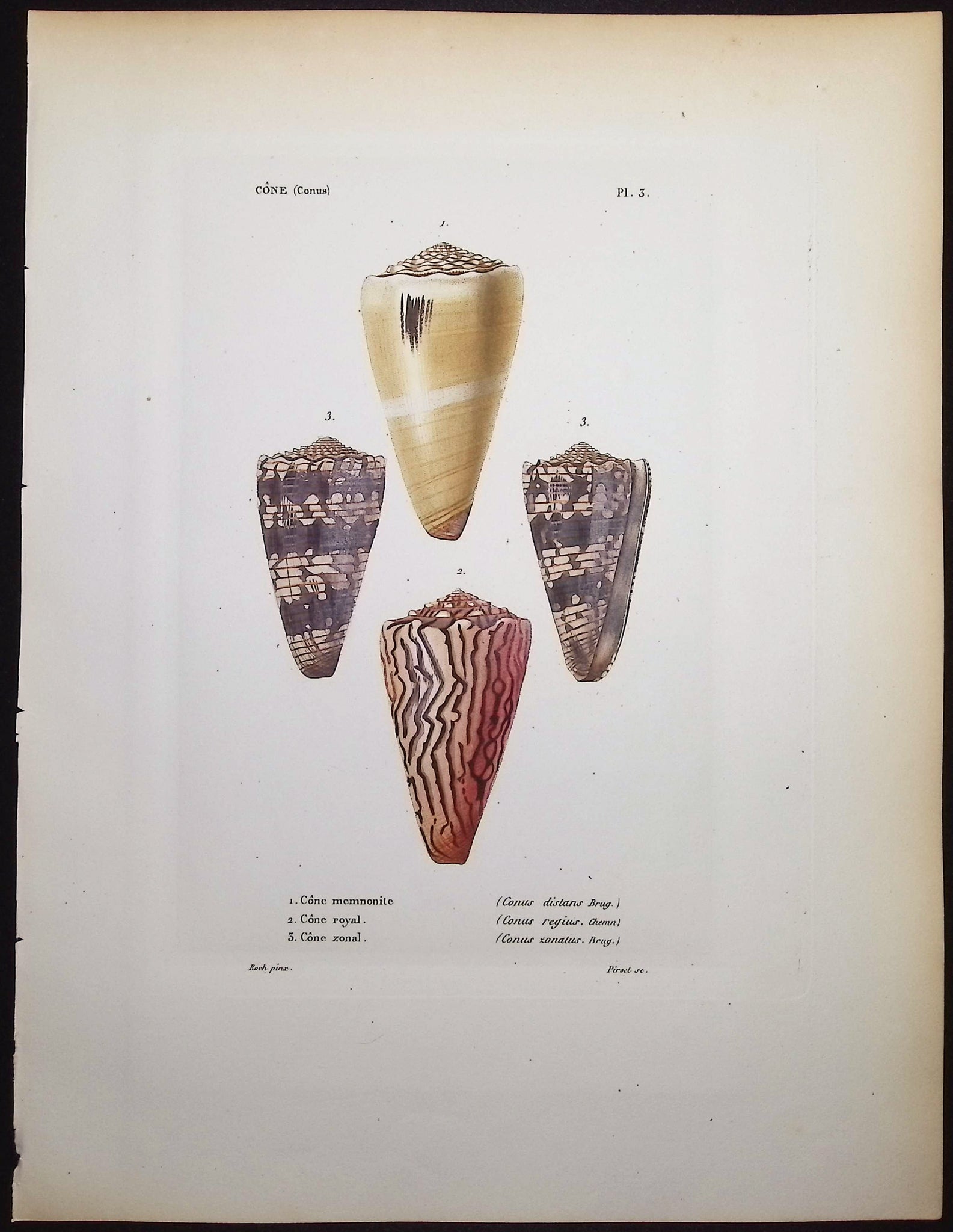 Shells