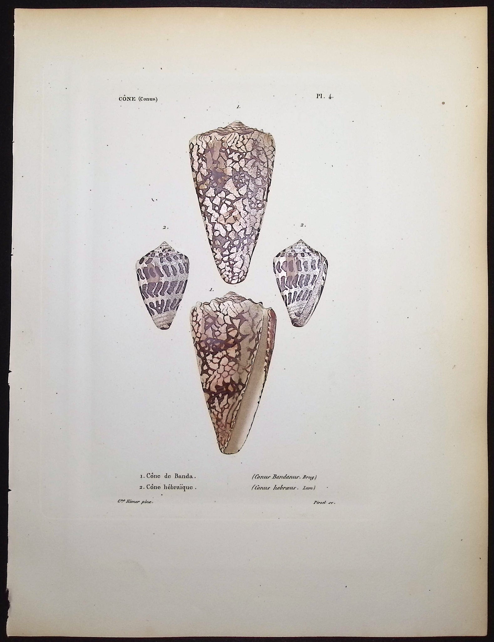Shells