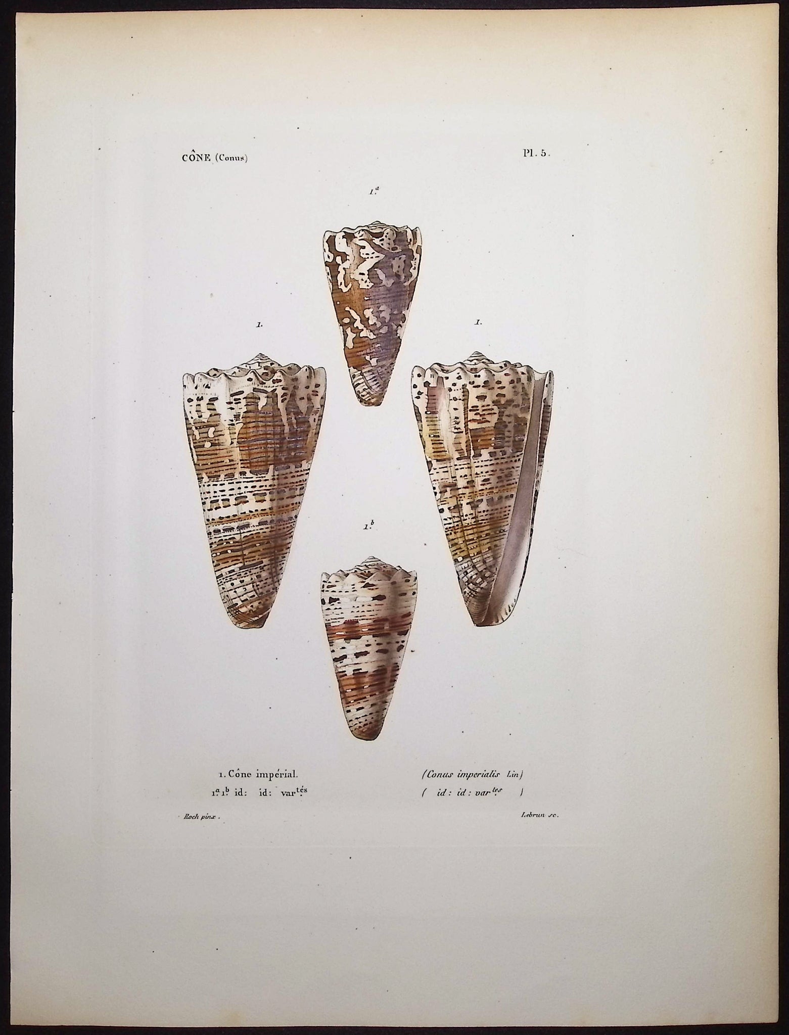 Shells