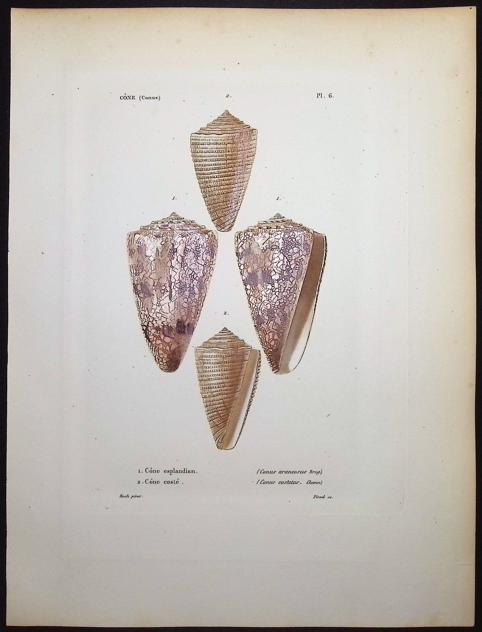 Shells