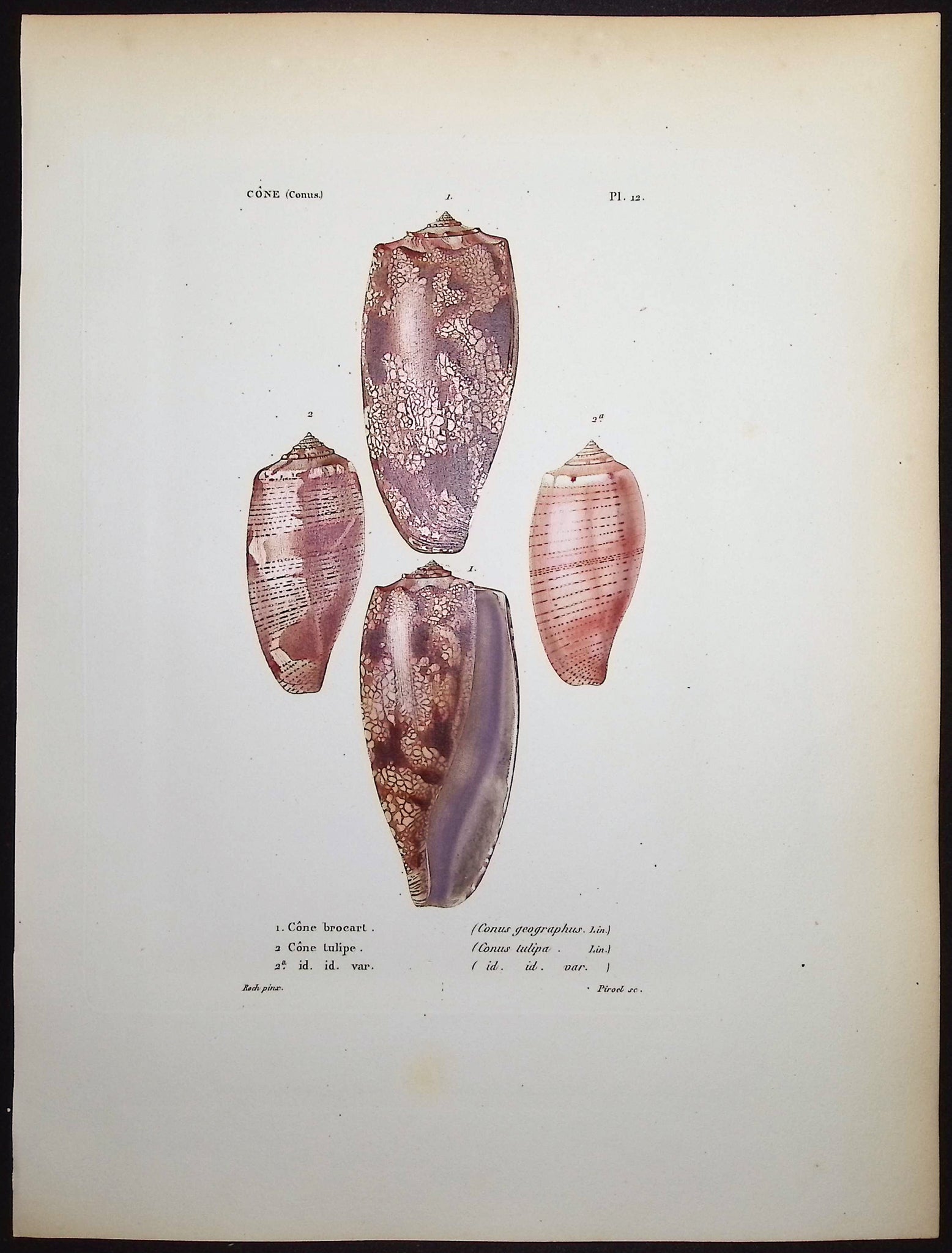 Shells