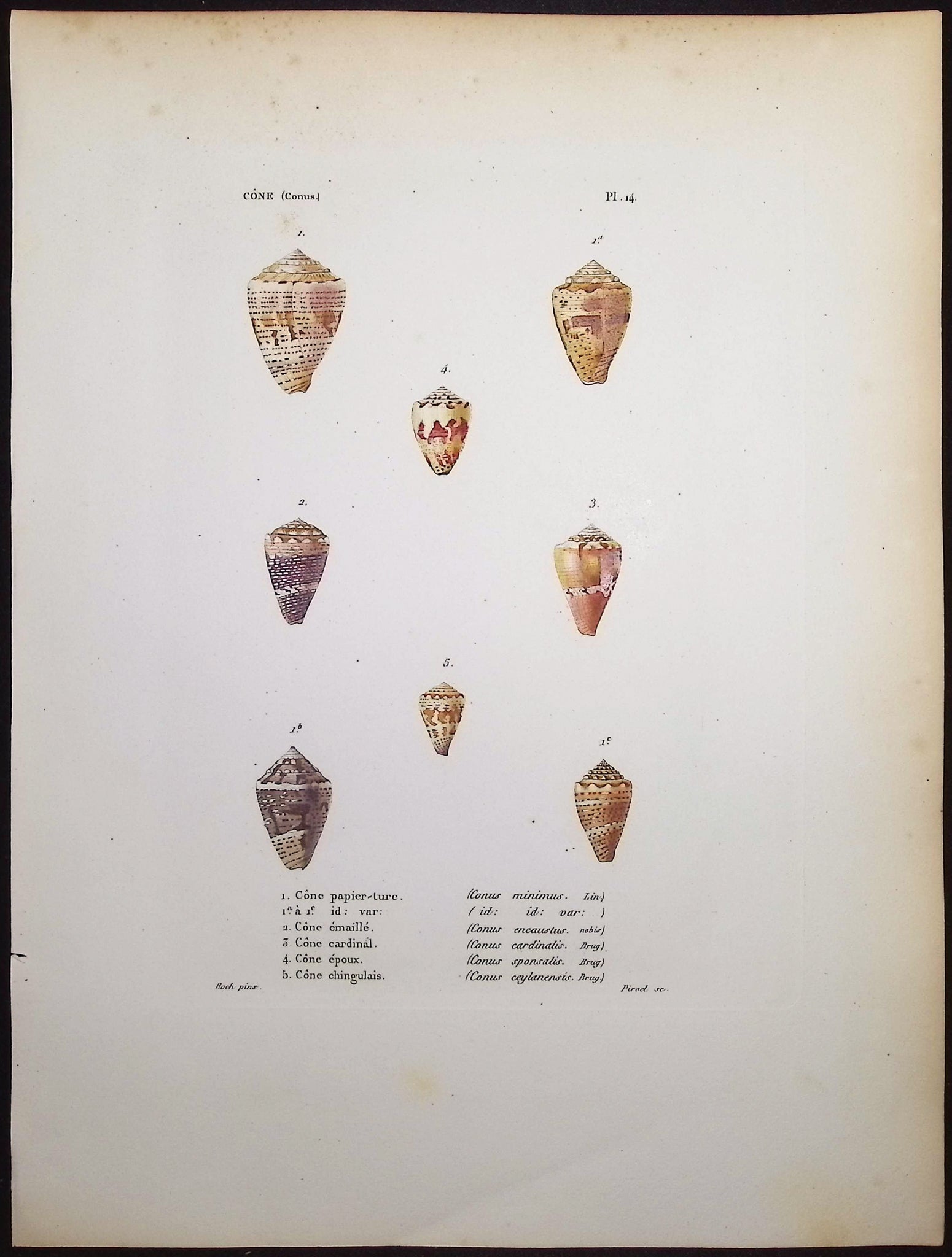 Shells