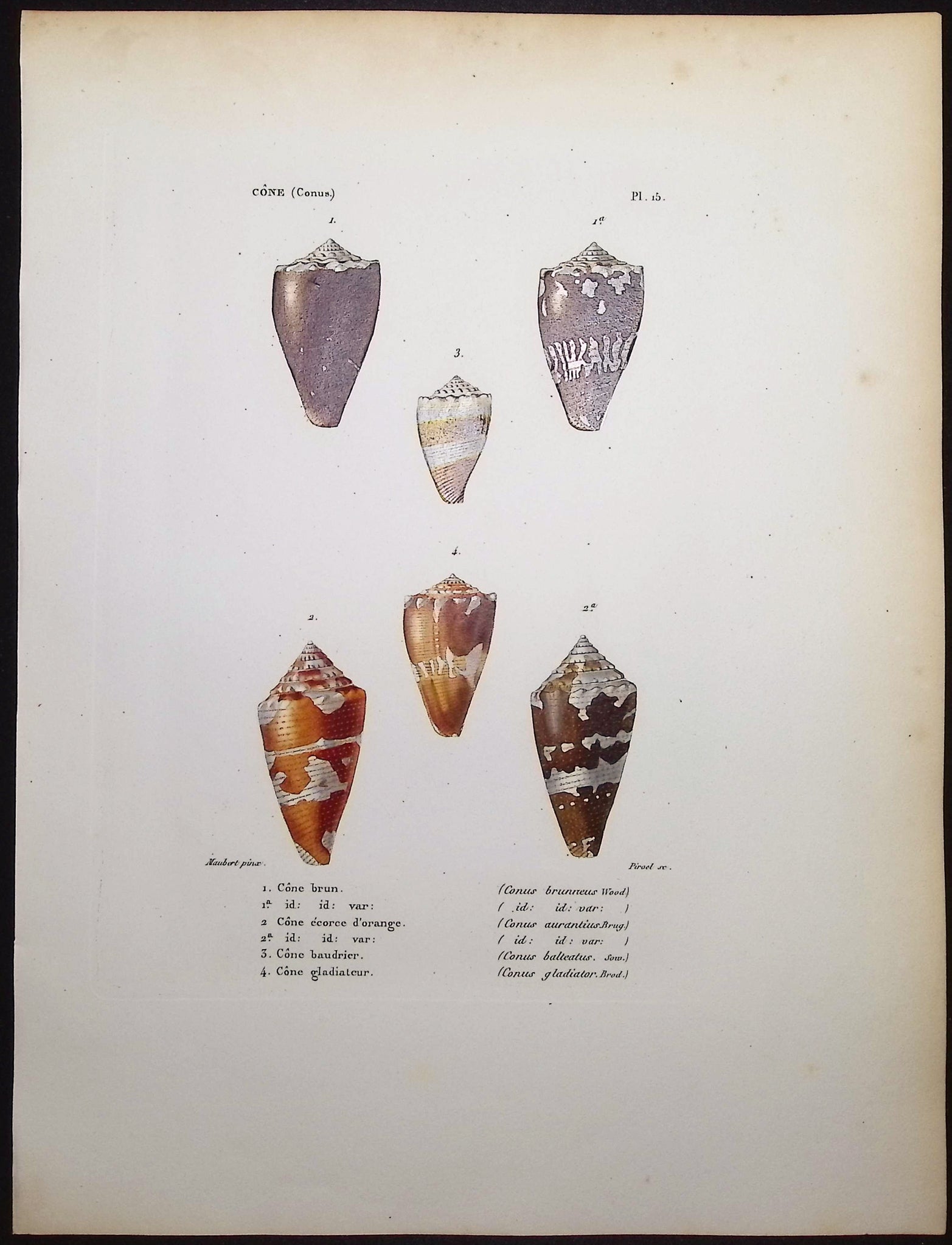 Shells