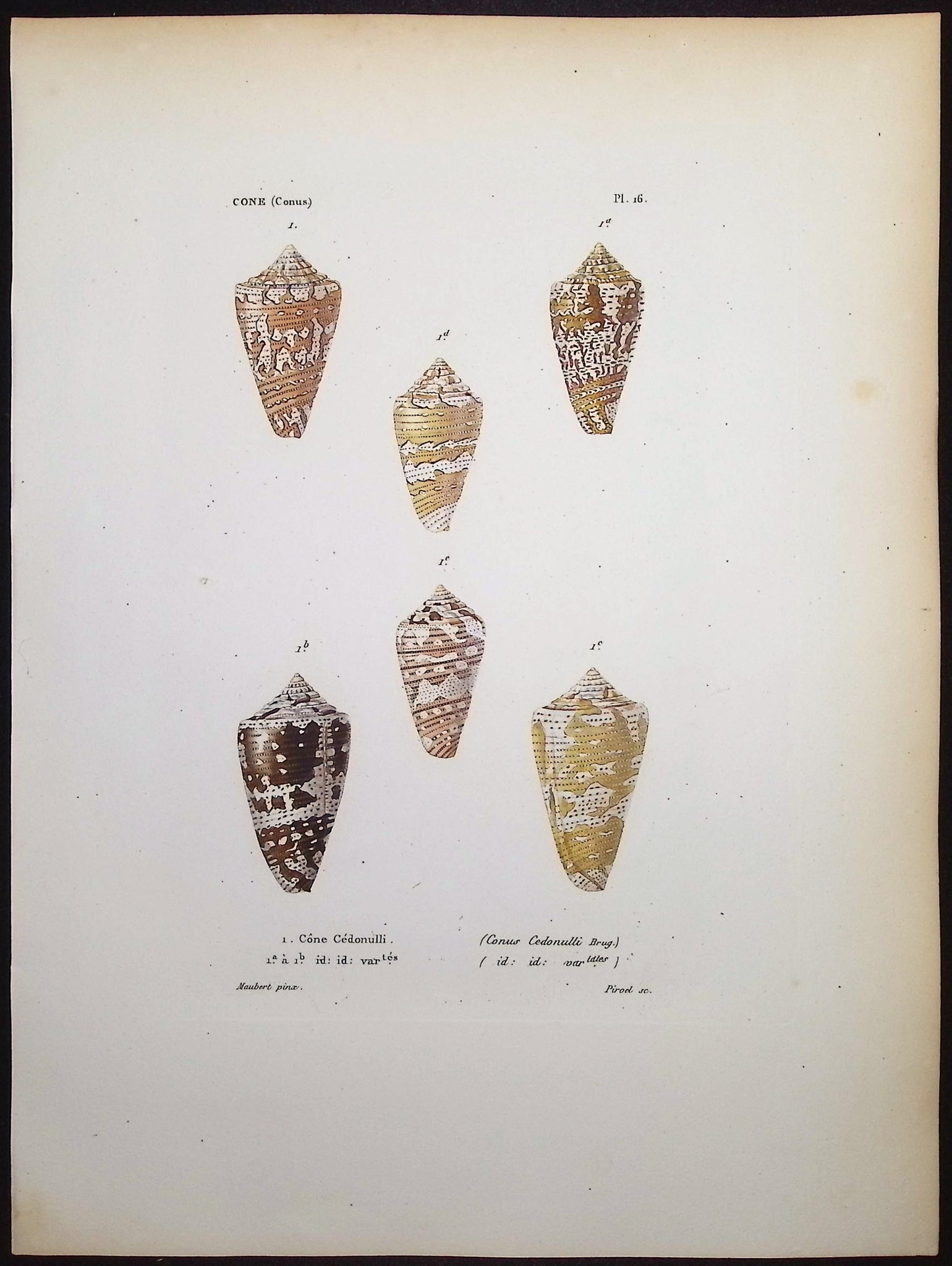 Shells