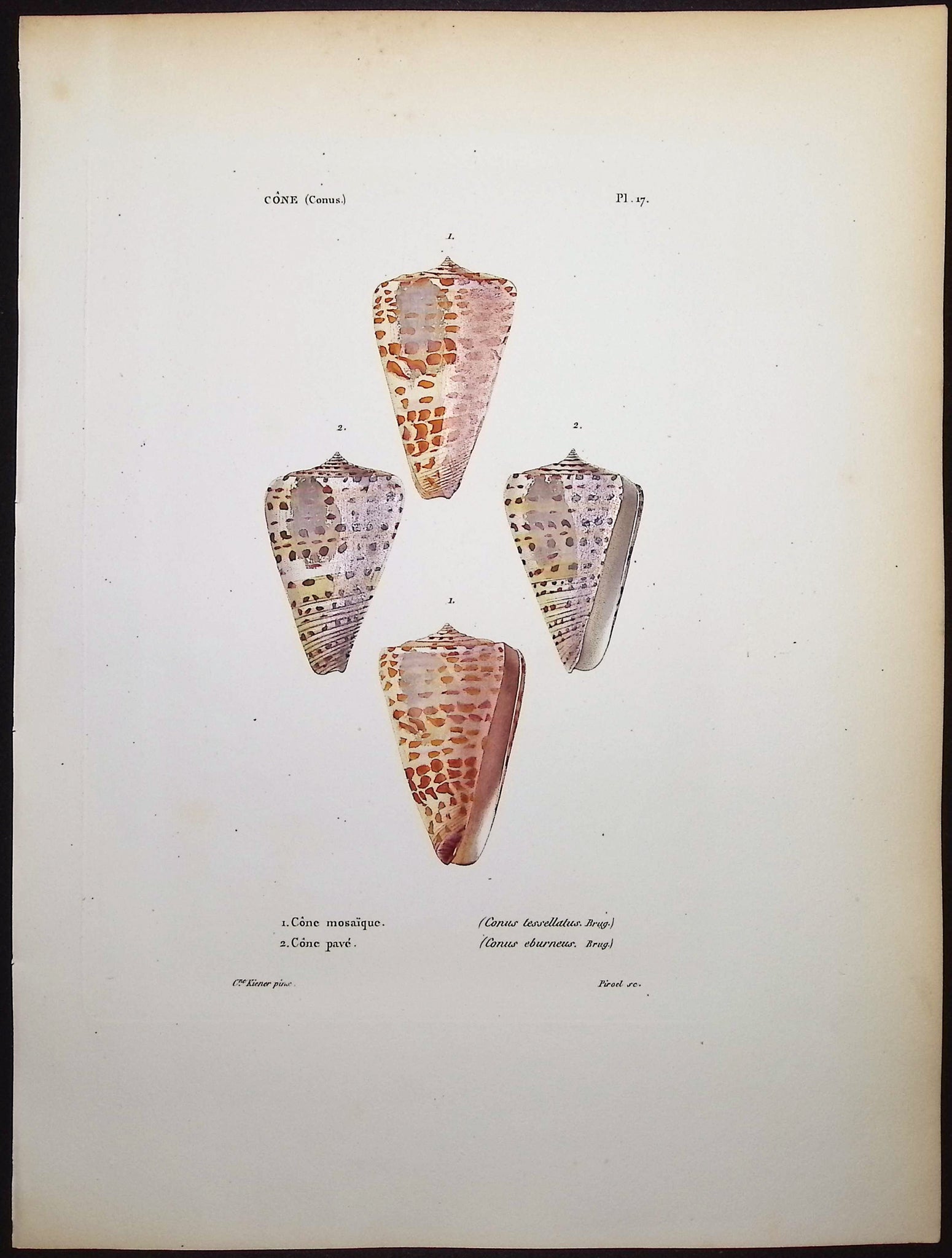Shells