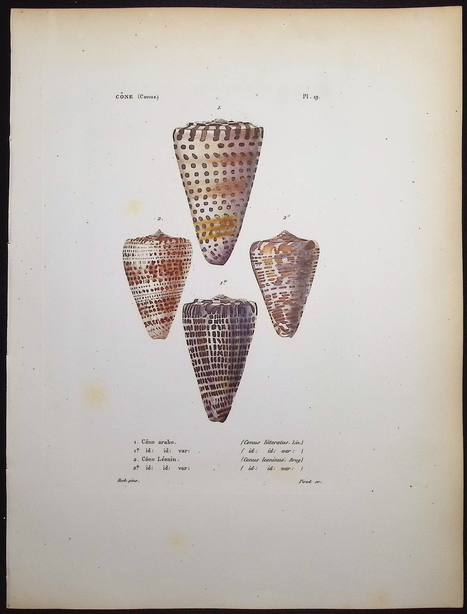 Shells