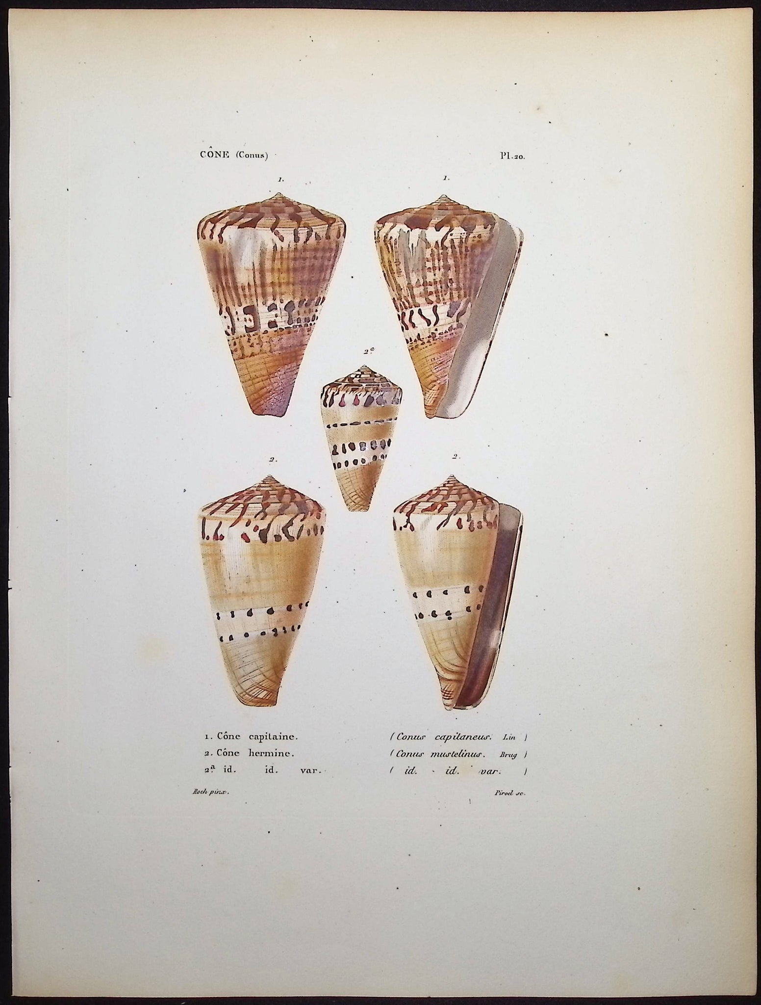 Shells