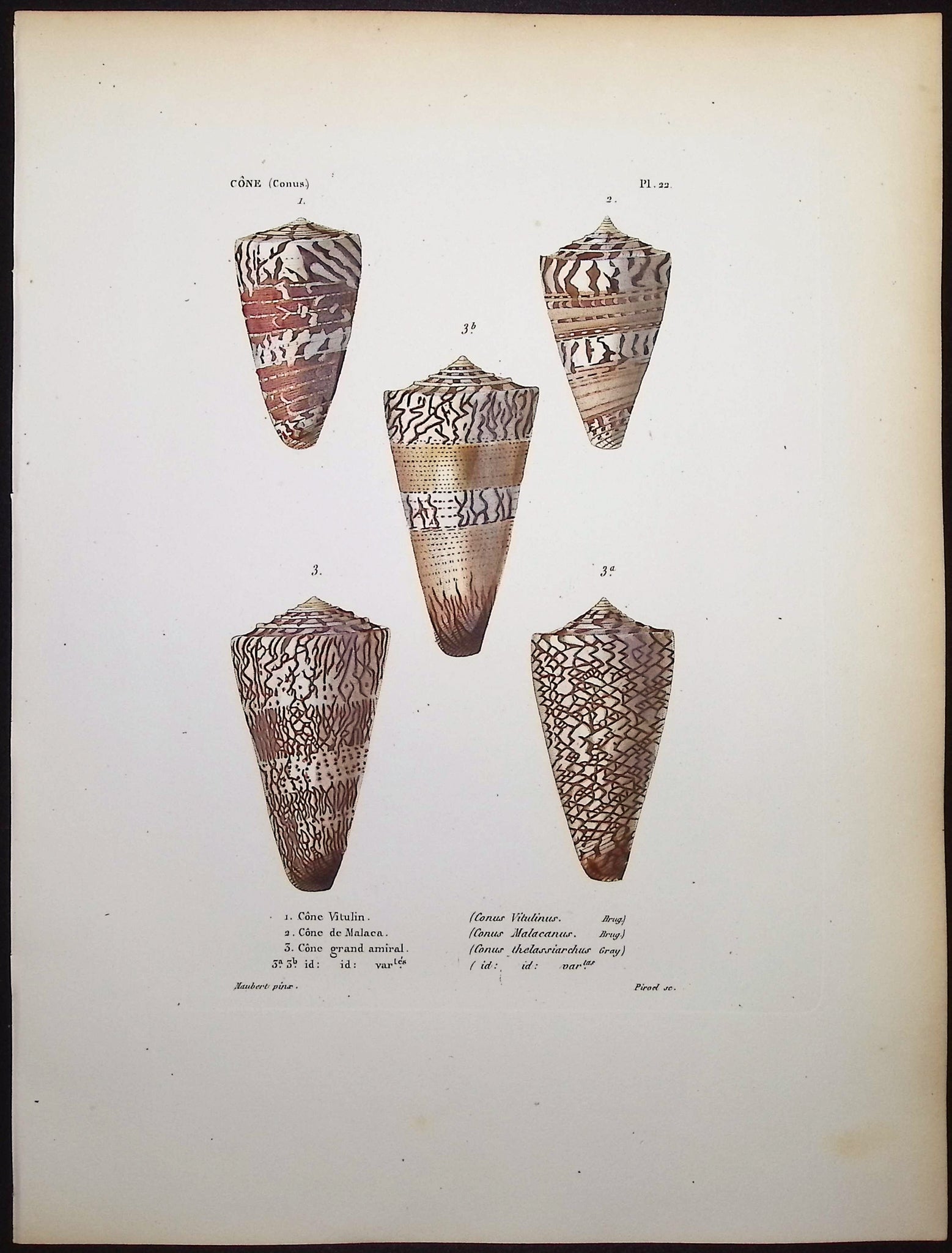 Shells