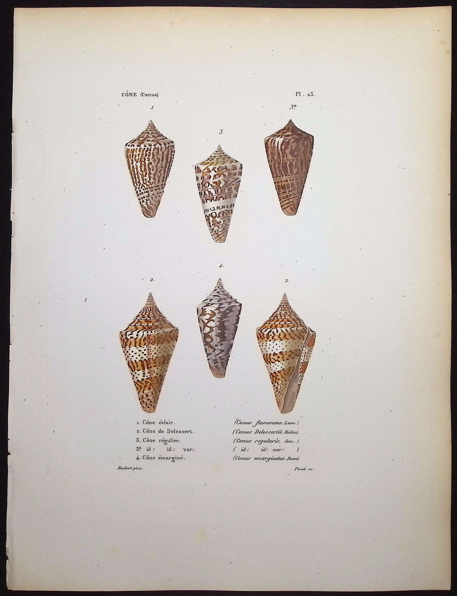 Shells