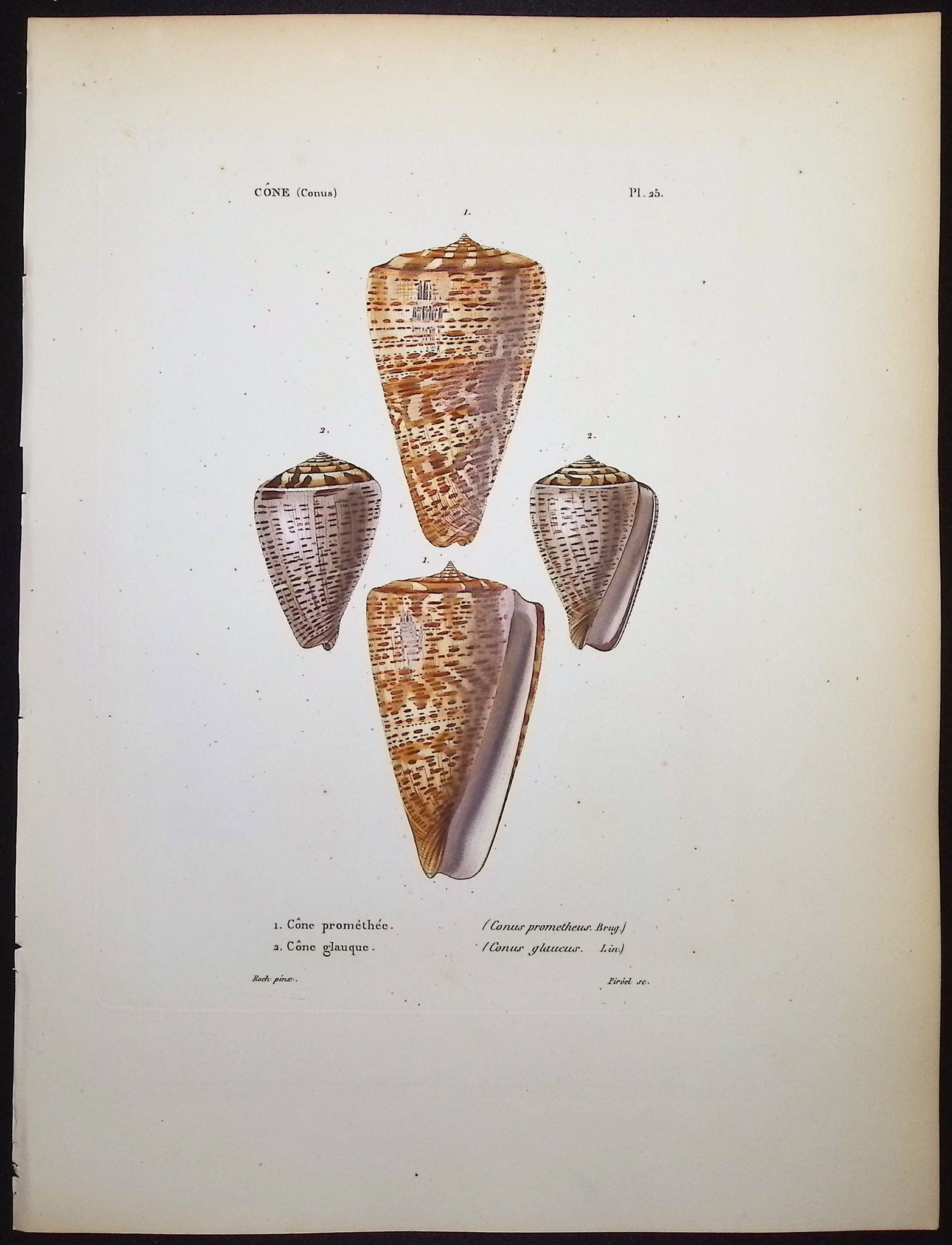 Shells