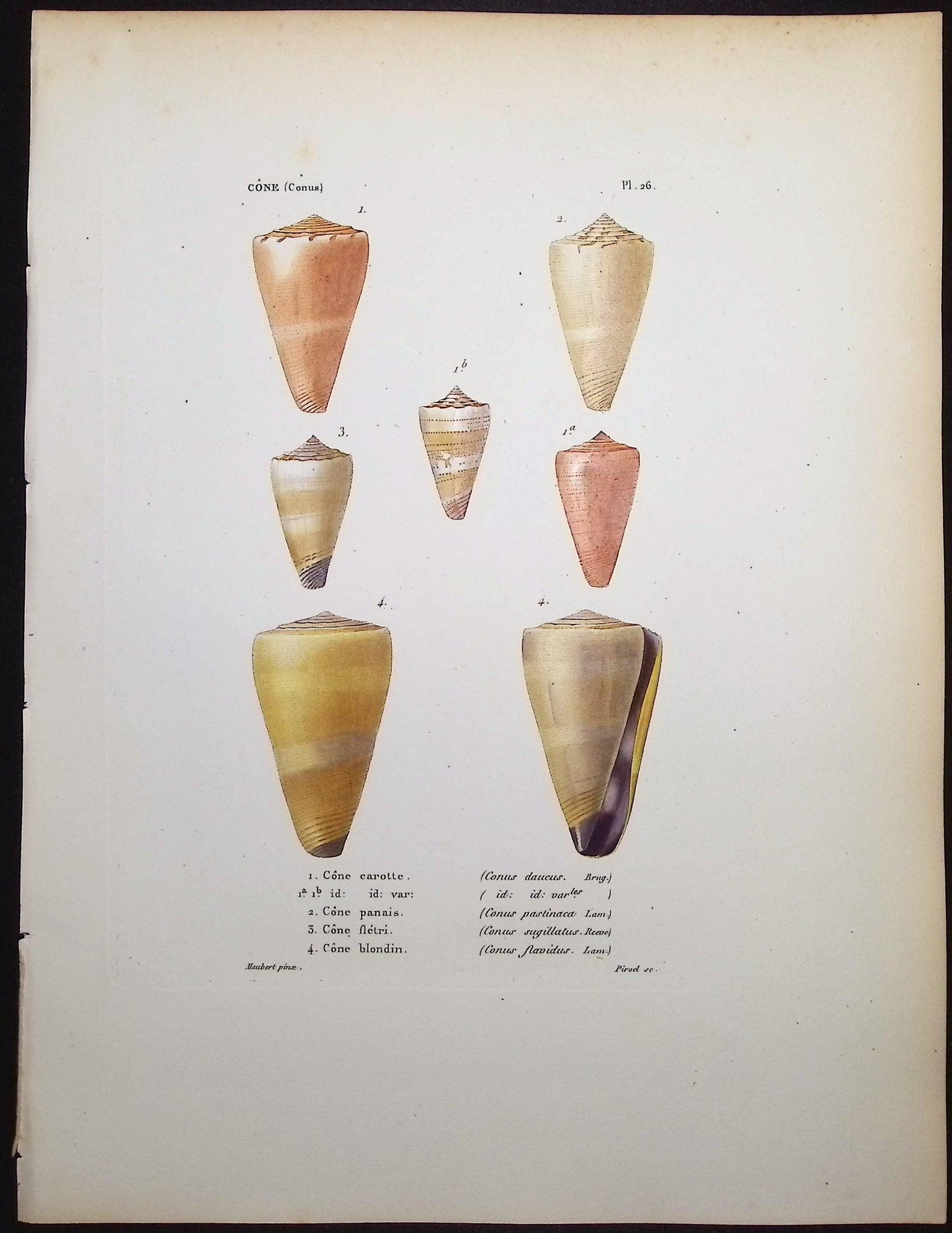 Shells