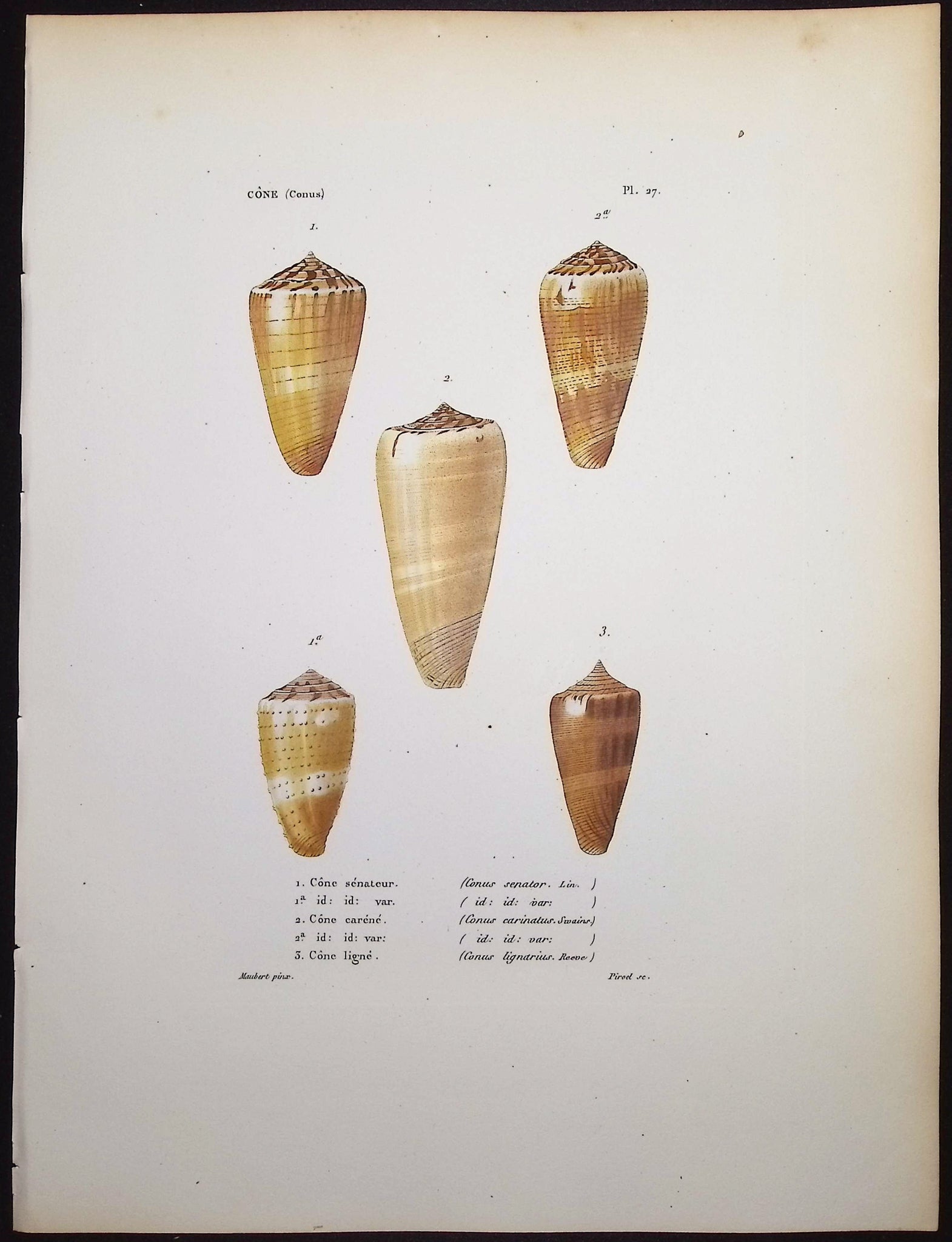 Shells