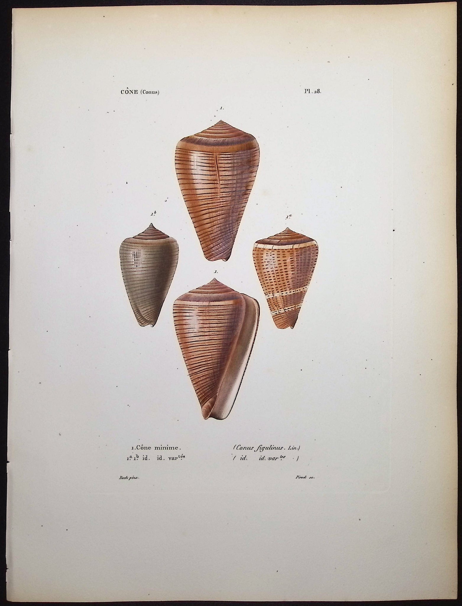 Shells