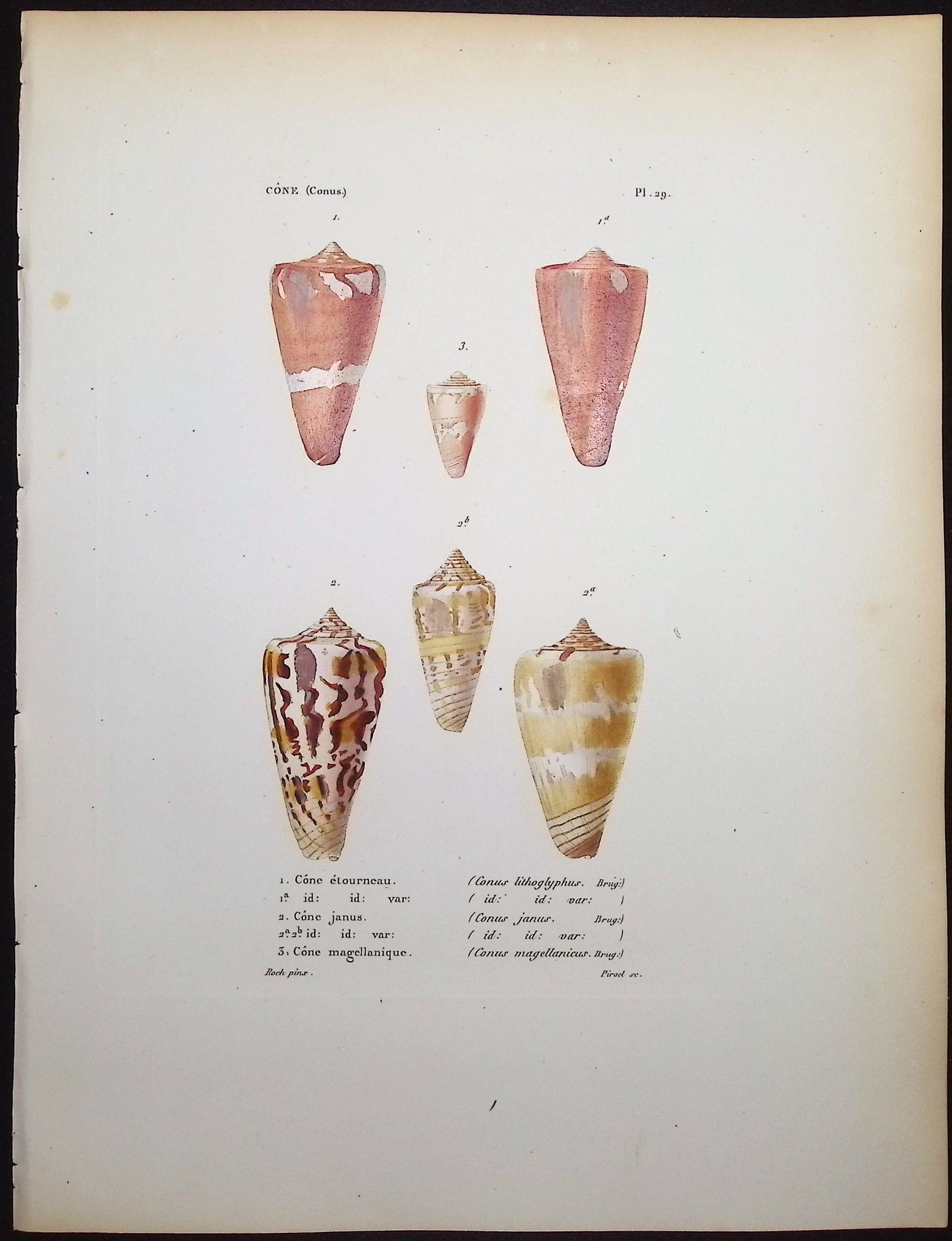 Shells
