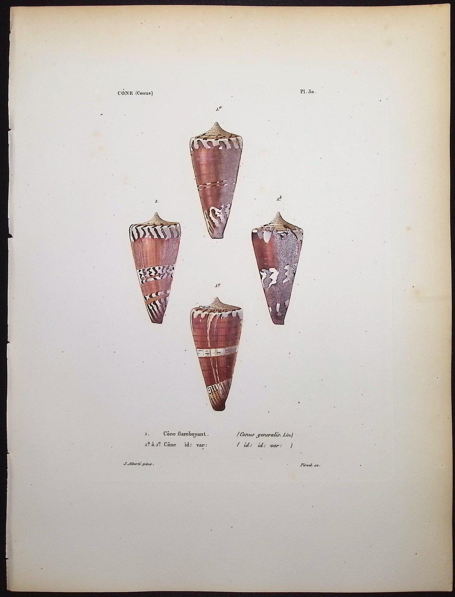 Shells