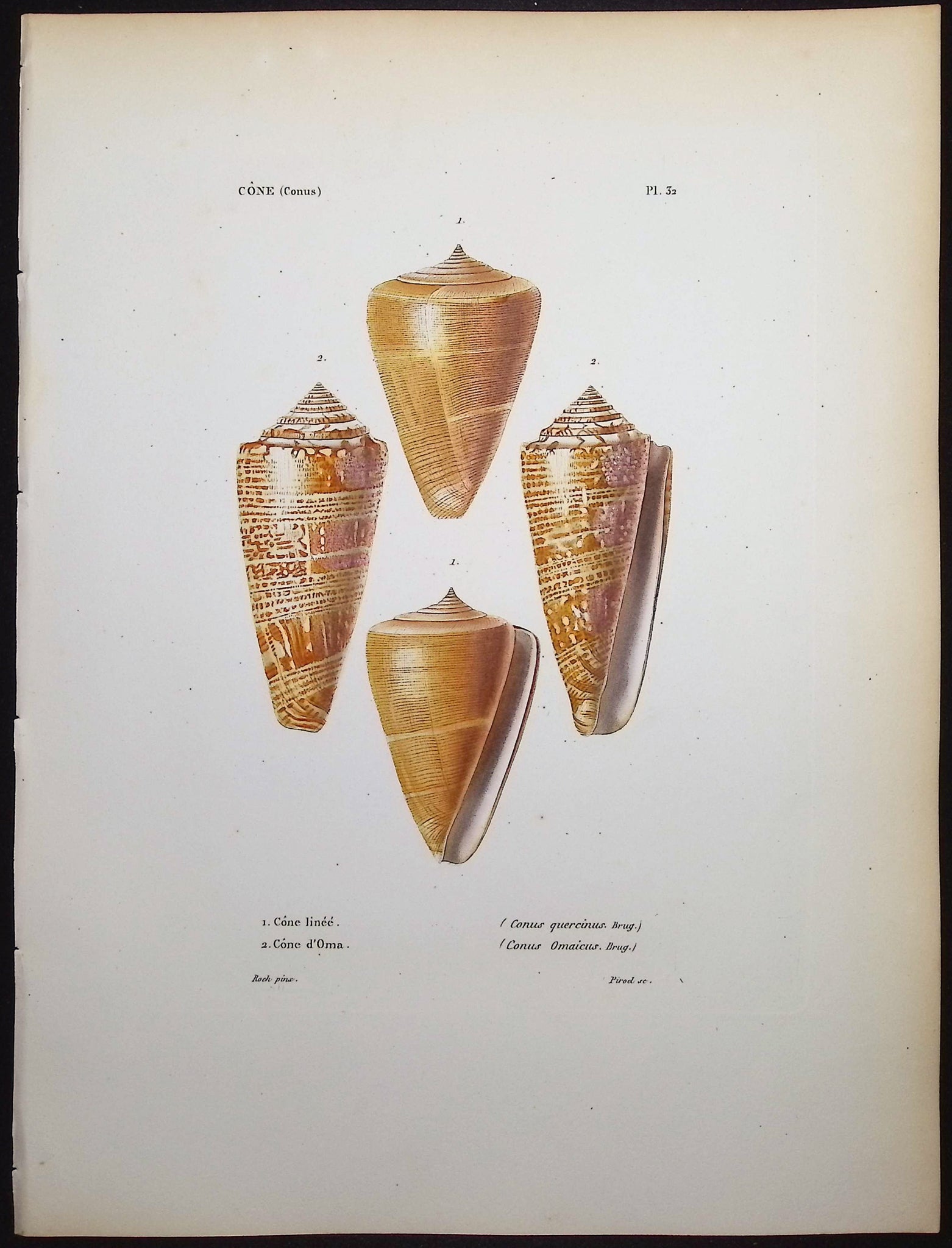 Shells