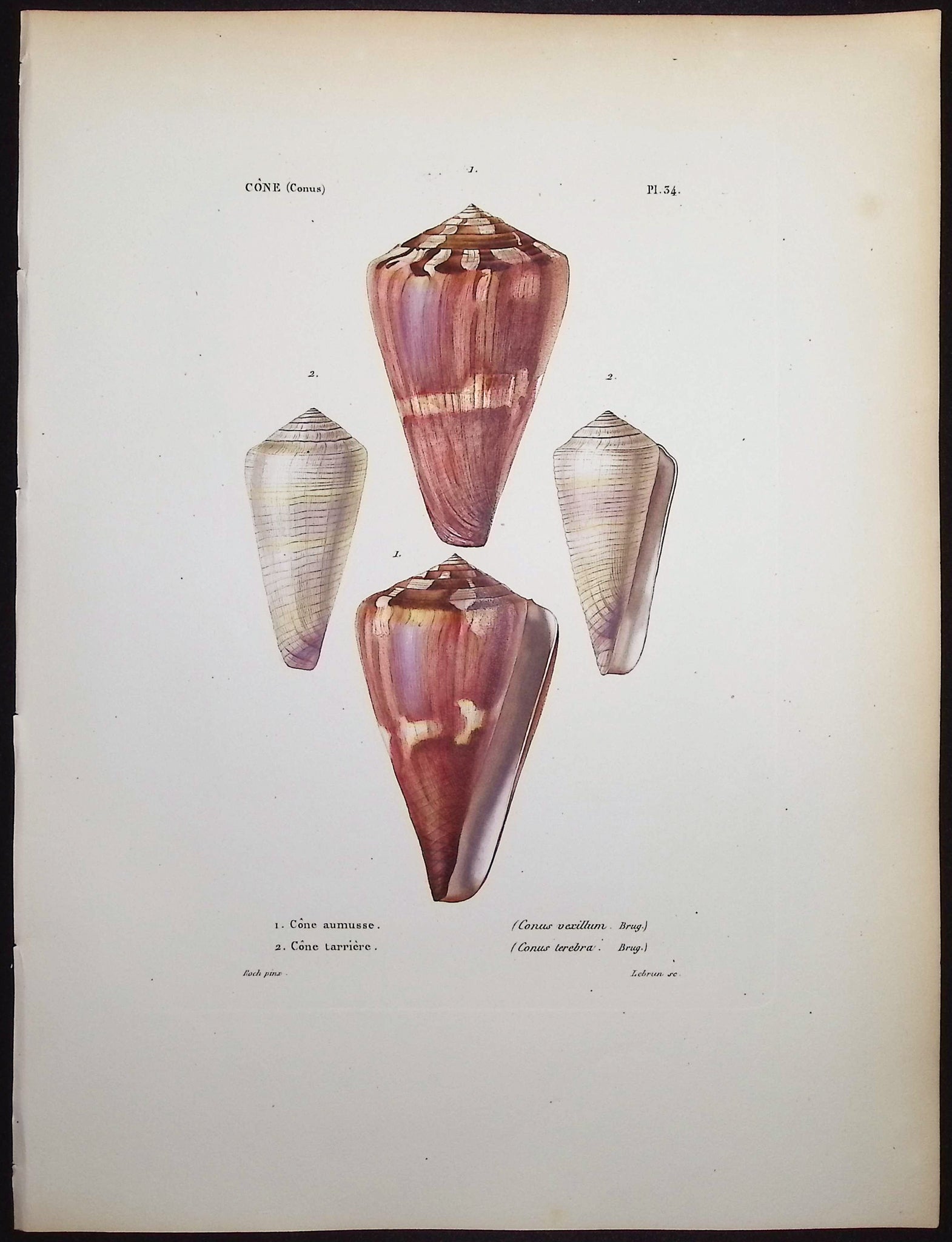 Shells