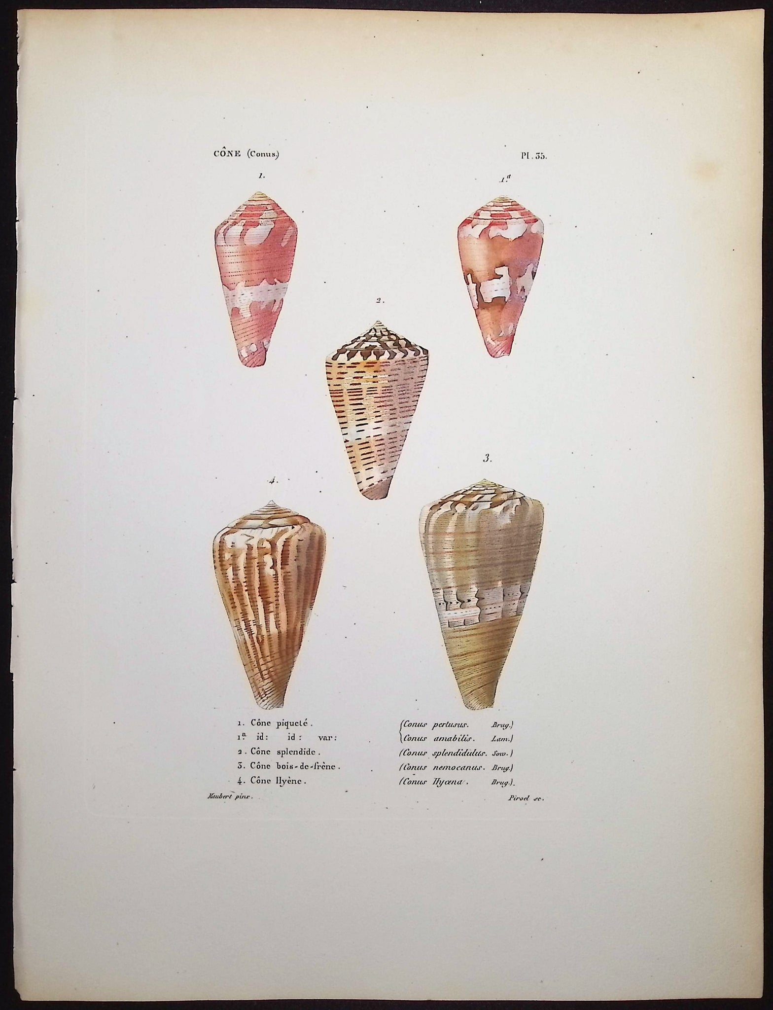 Shells