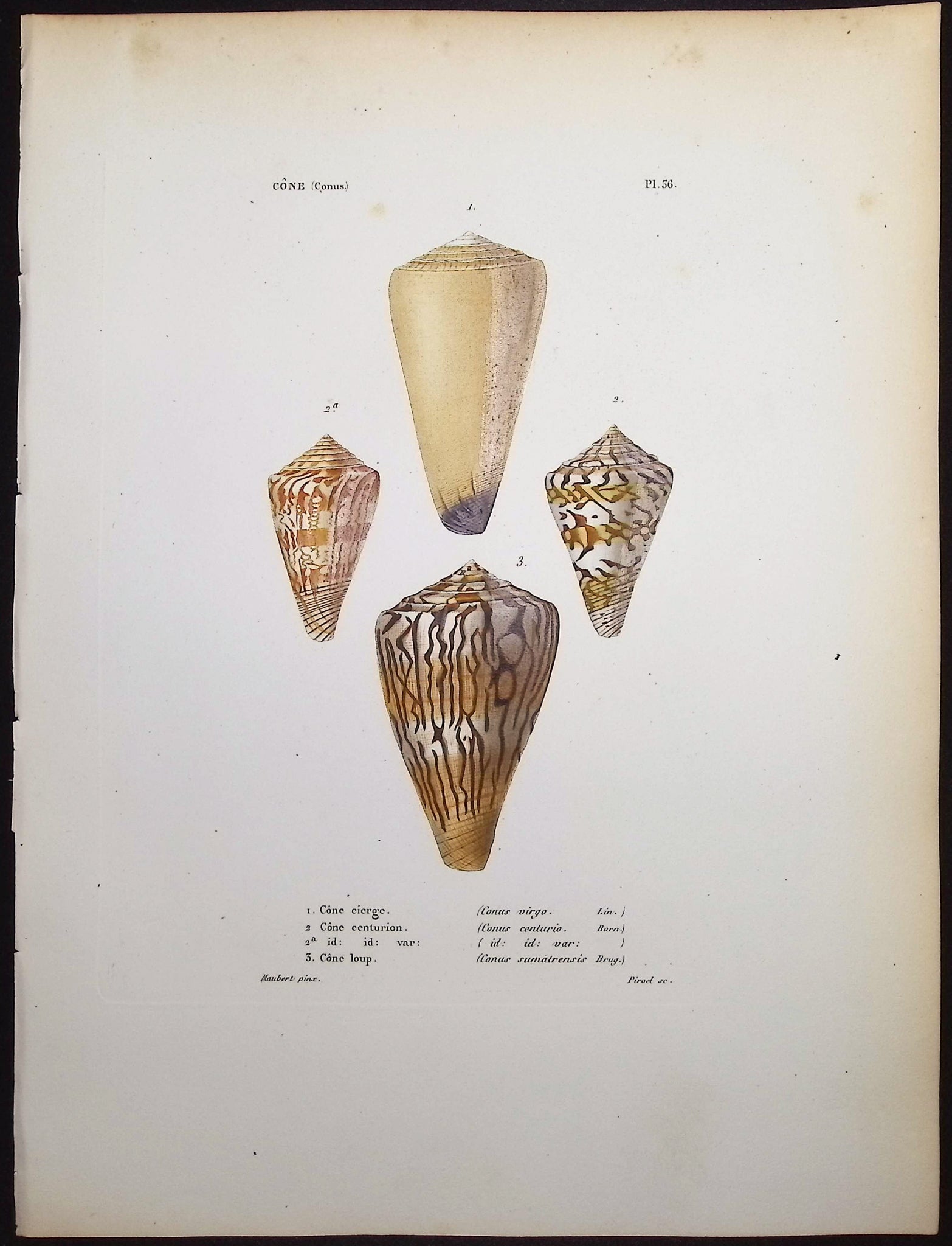 Shells