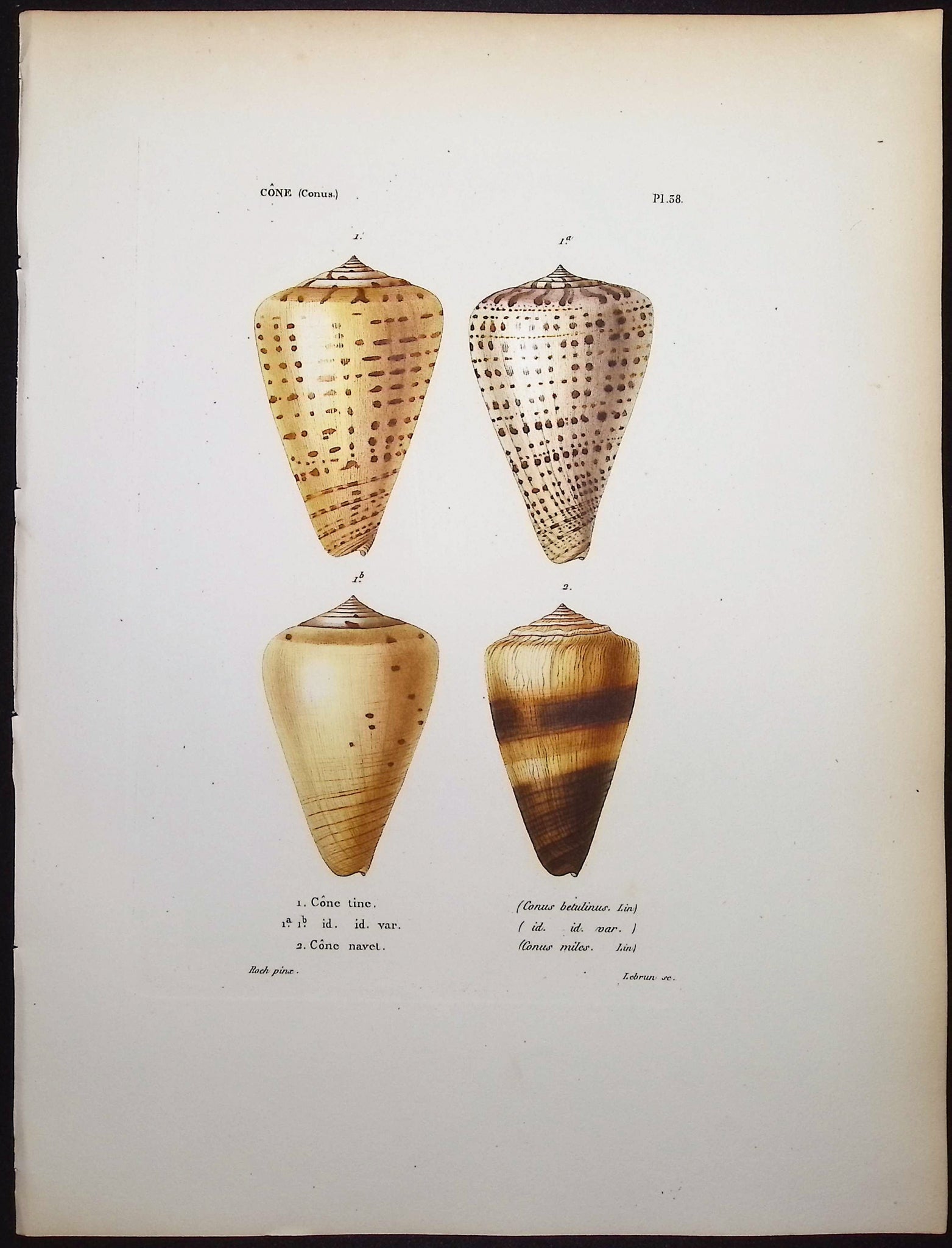 Shells